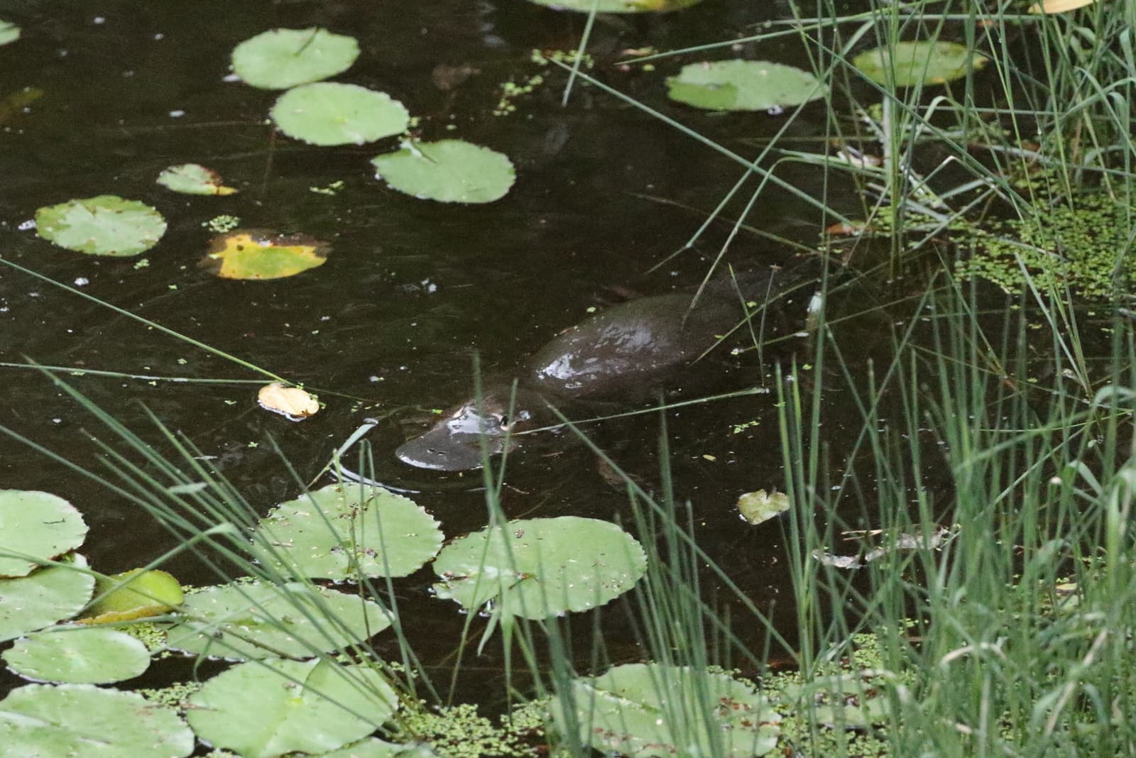 Platypus photo