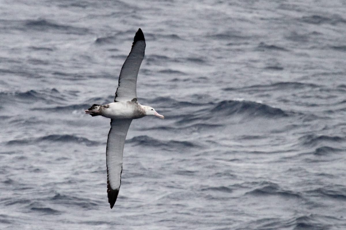 Wandering Albatross — photograph 3