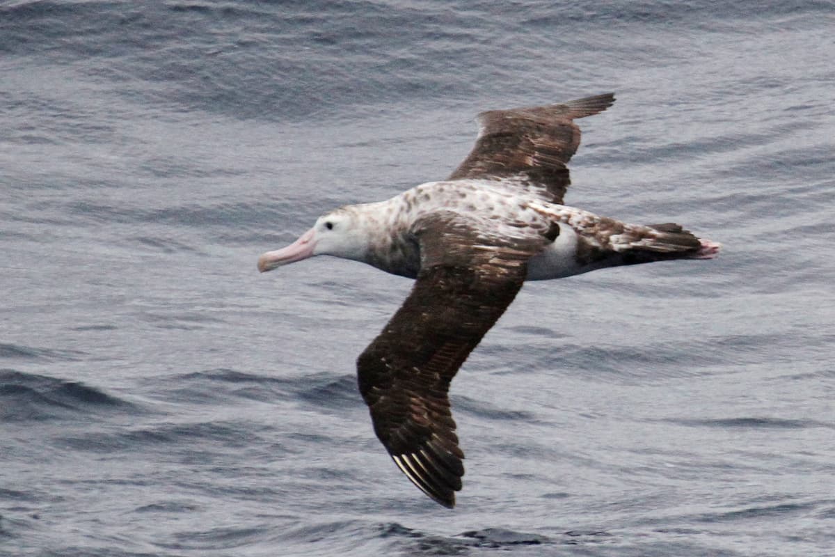 Wandering Albatross — photograph 2