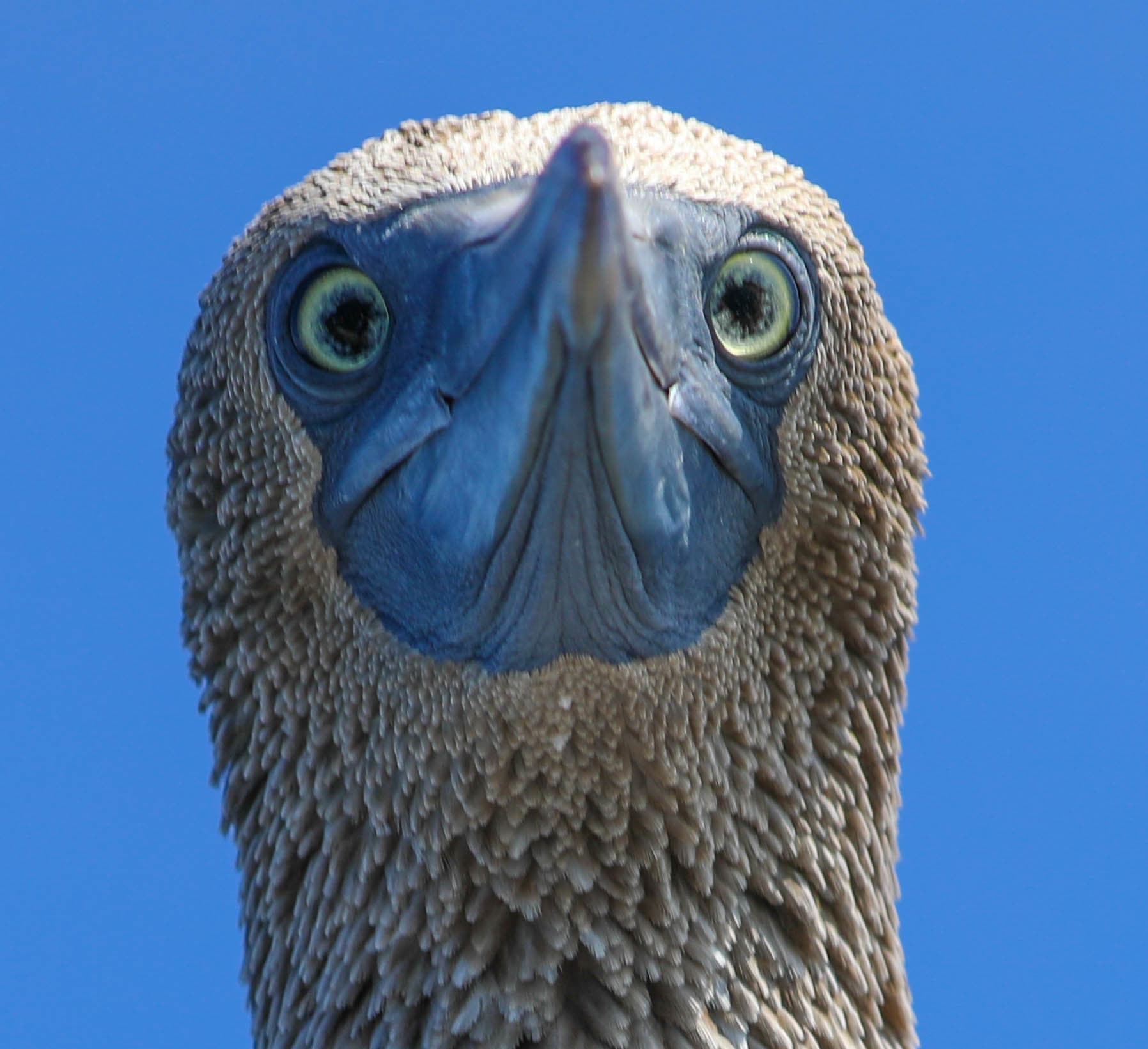 Blue-Footed Booby — photograph 3