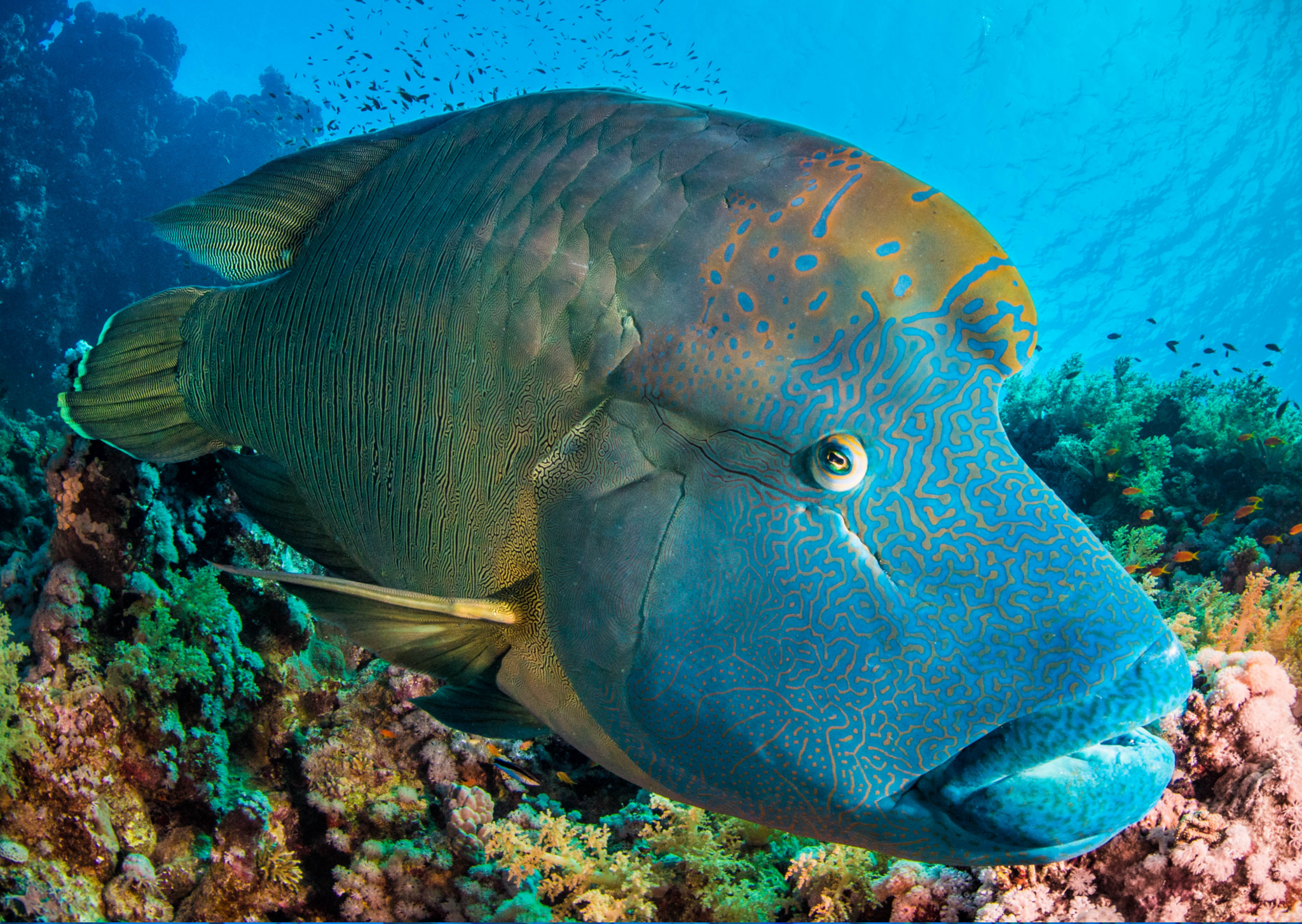 Humphead Wrasse photo