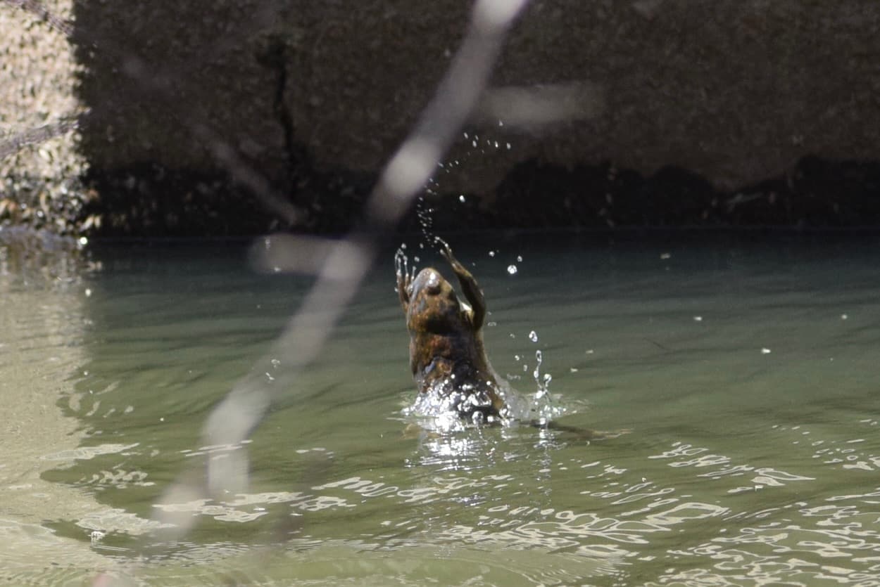 African Clawed Frog — photograph 3