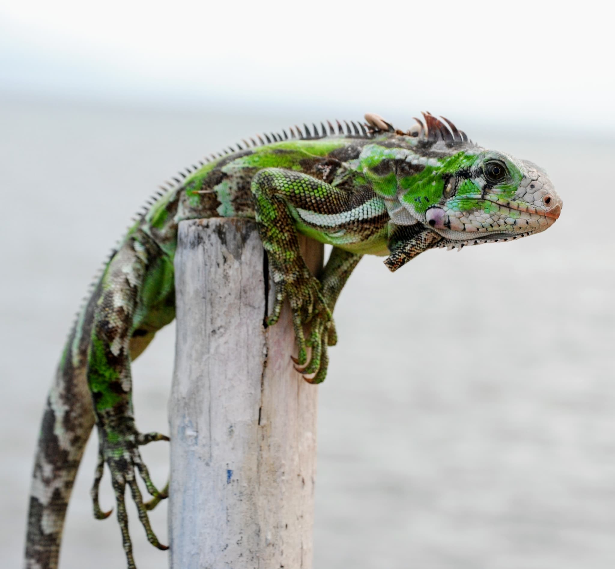 Common Iguana photo