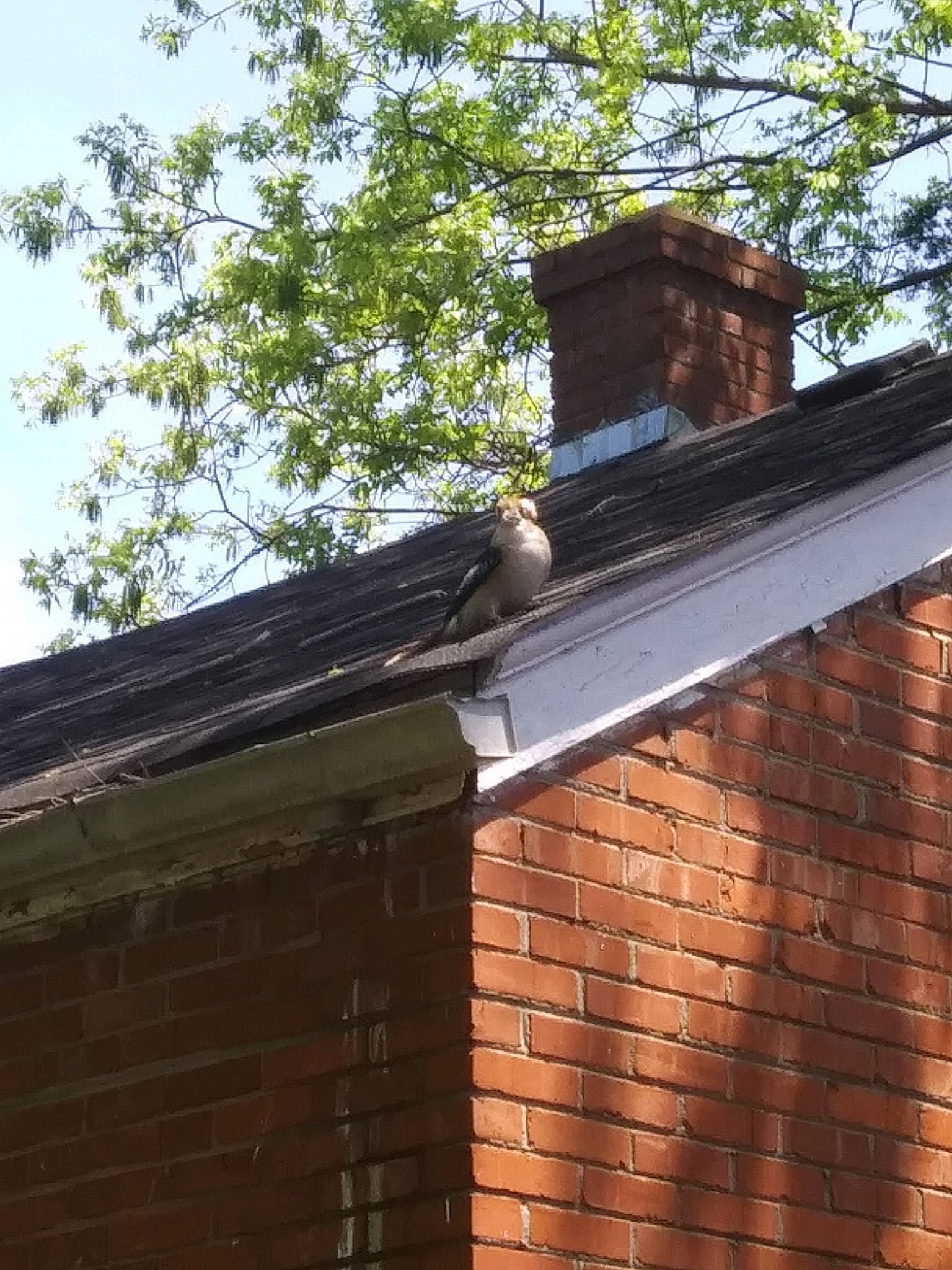 Laughing Kookaburra — photograph 3