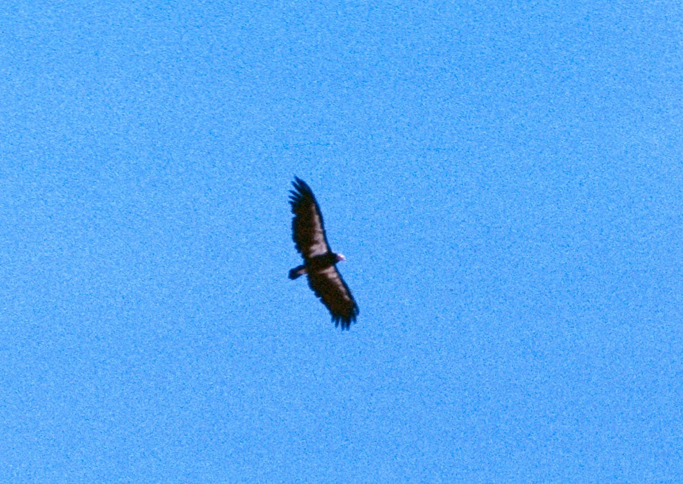 California Condor — photograph 3
