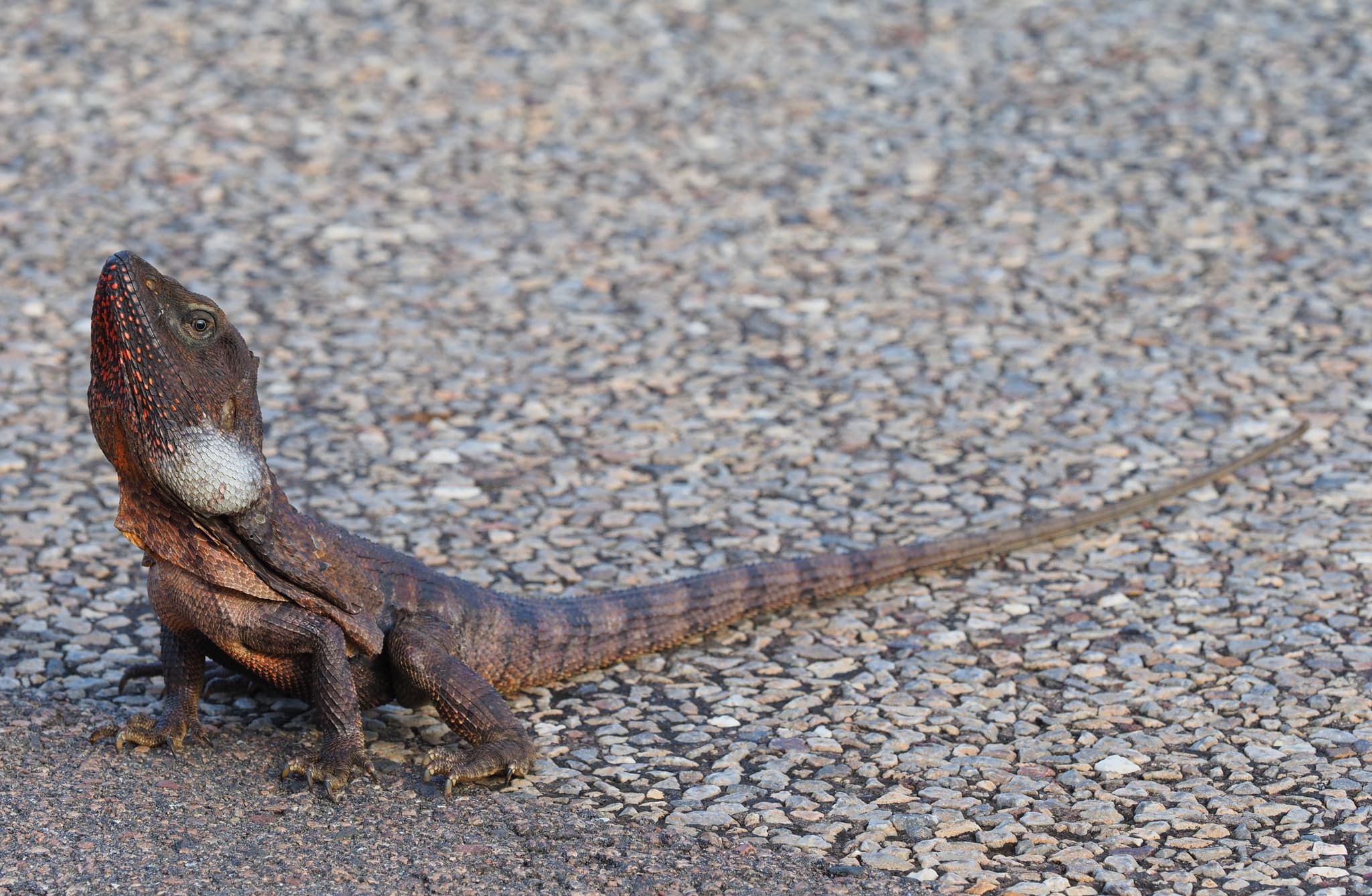 Frilled Lizard — photograph 2