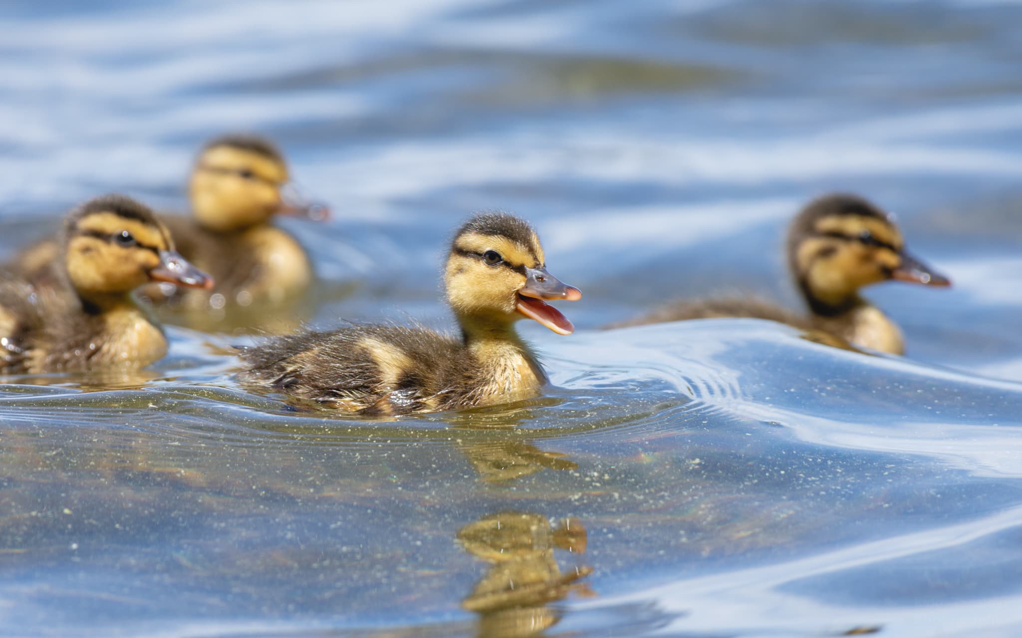 Mallard — photograph 2