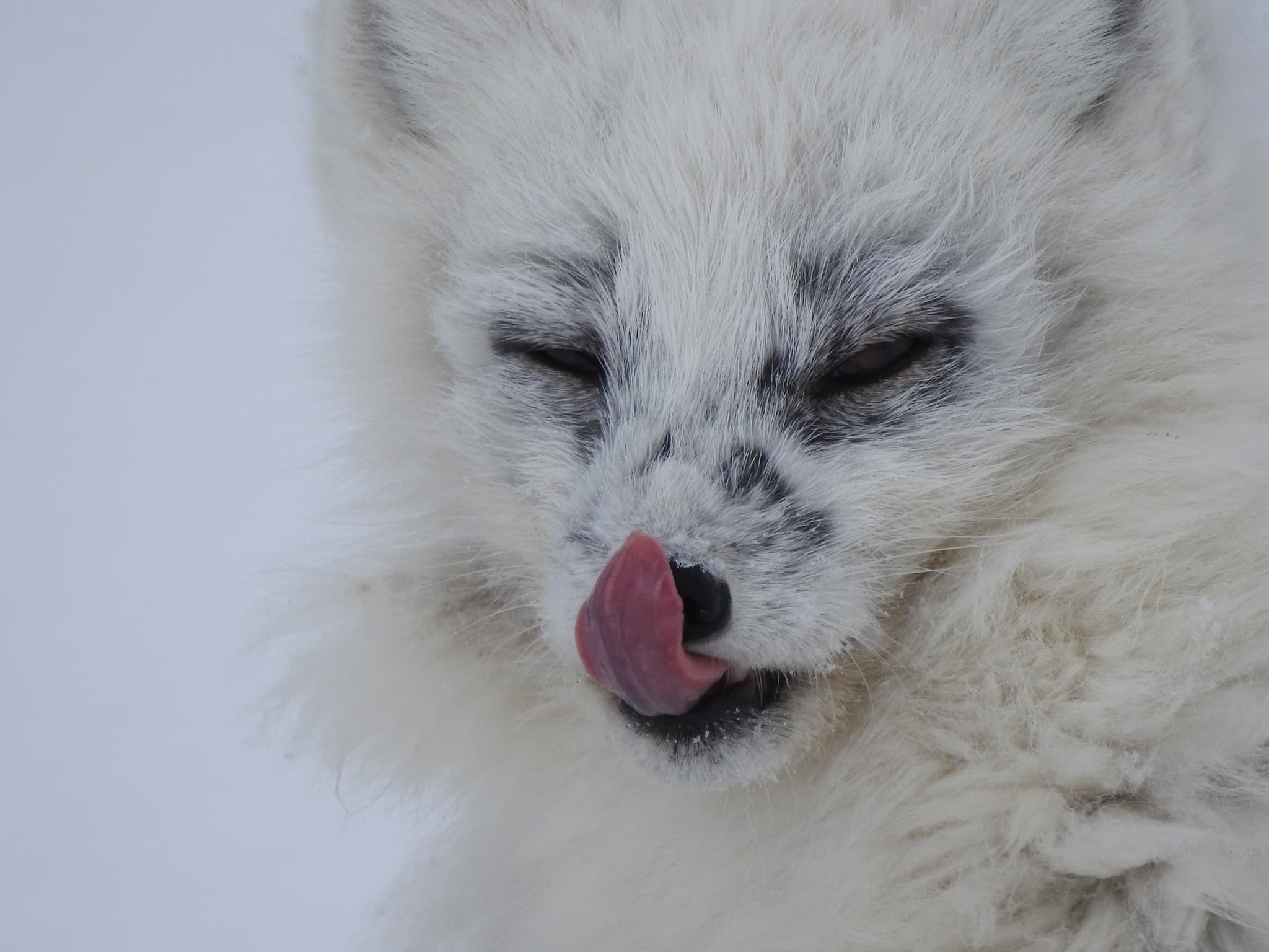 Arctic Fox