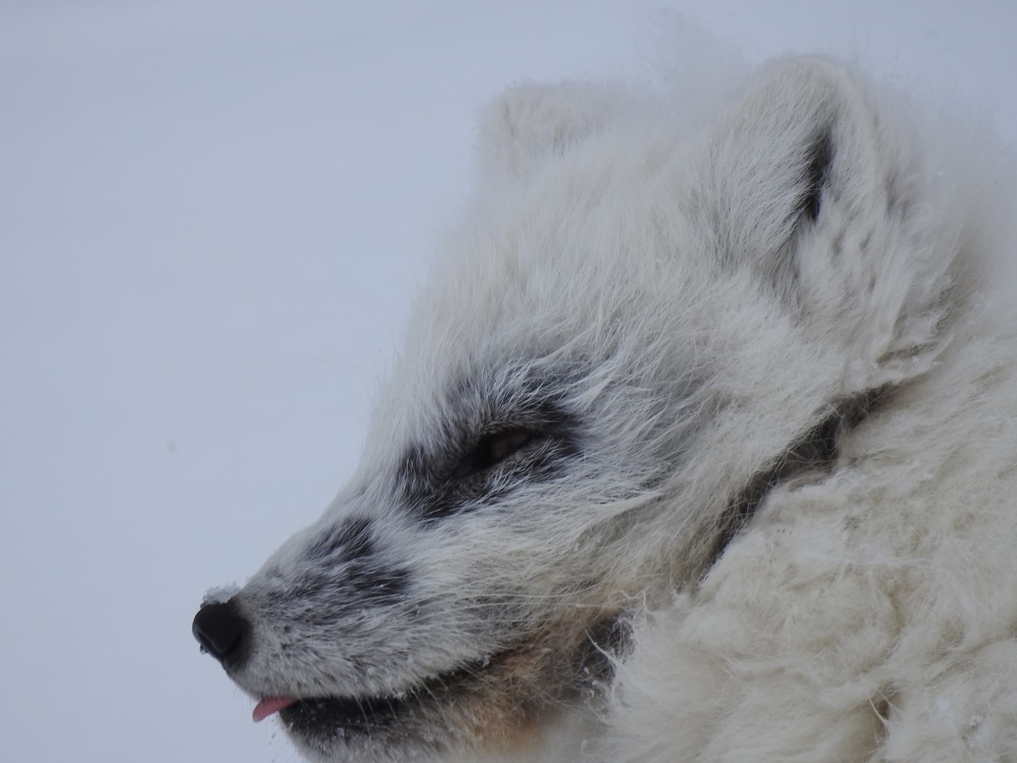 Arctic Fox — photograph 2