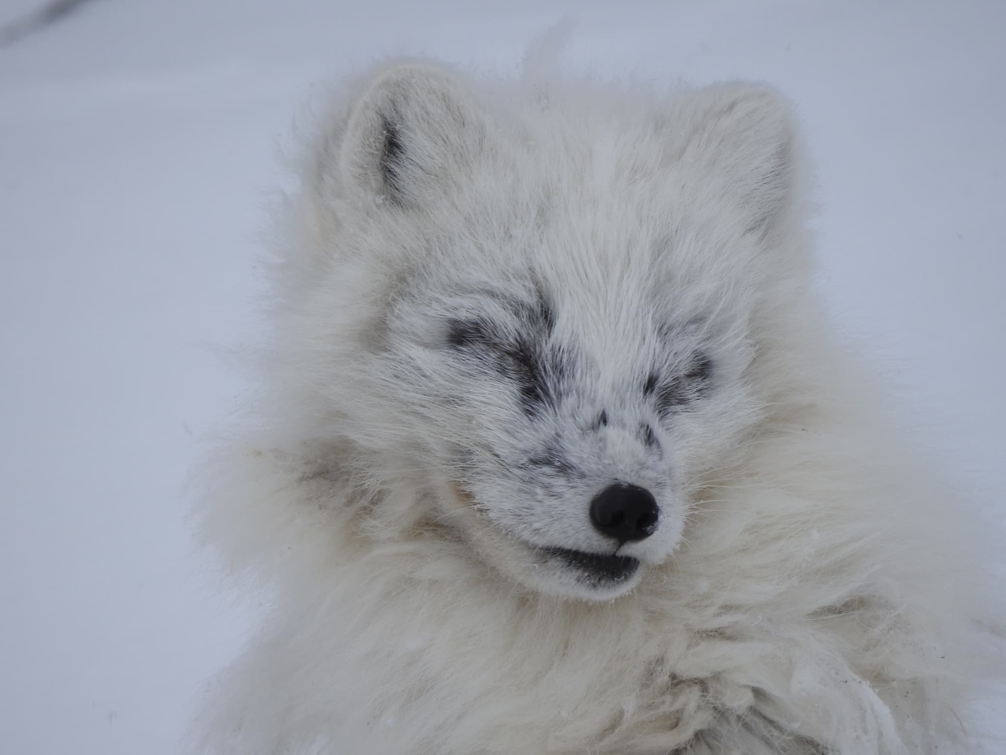 Arctic Fox — photograph 3