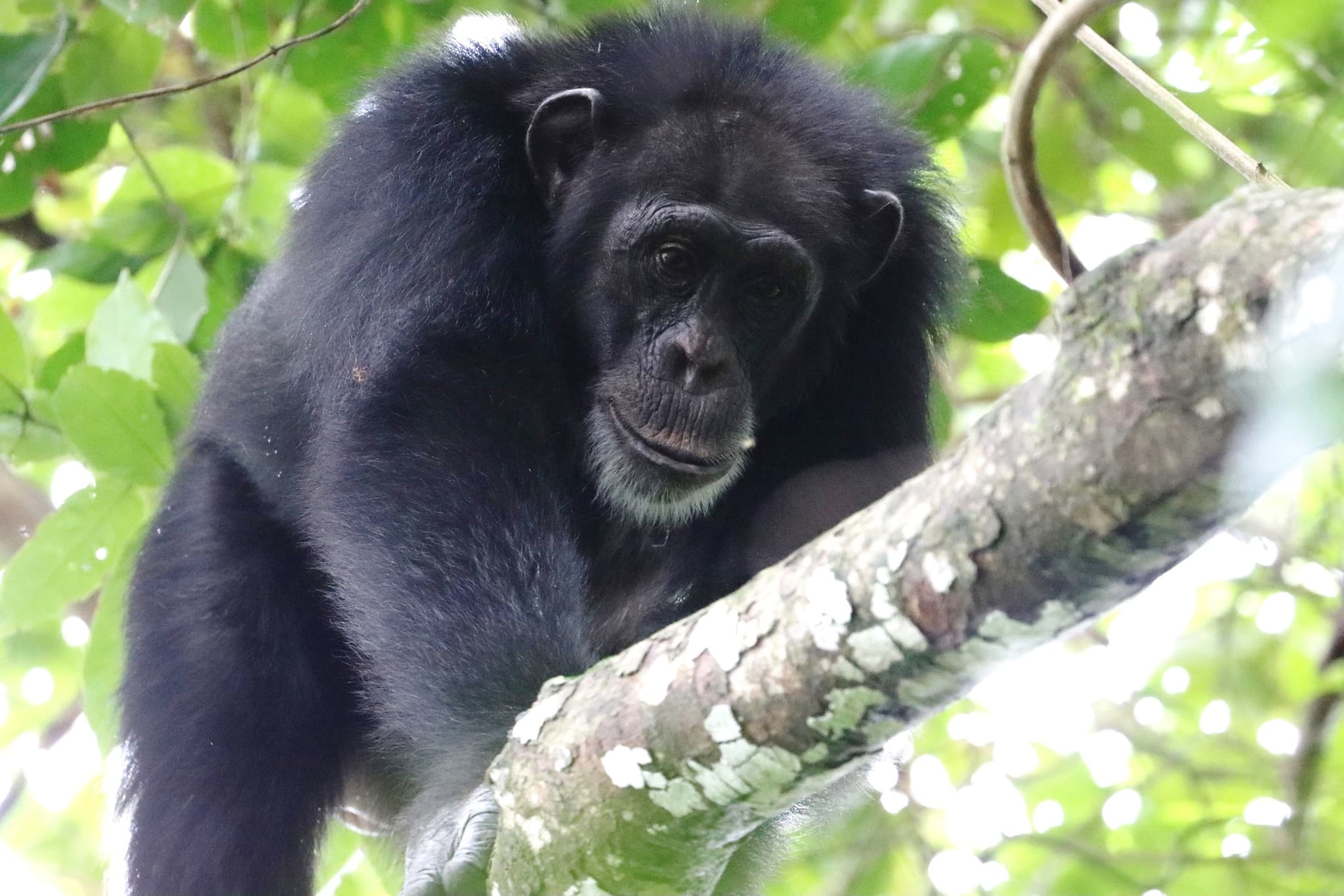 Chimpanzee — photograph 3