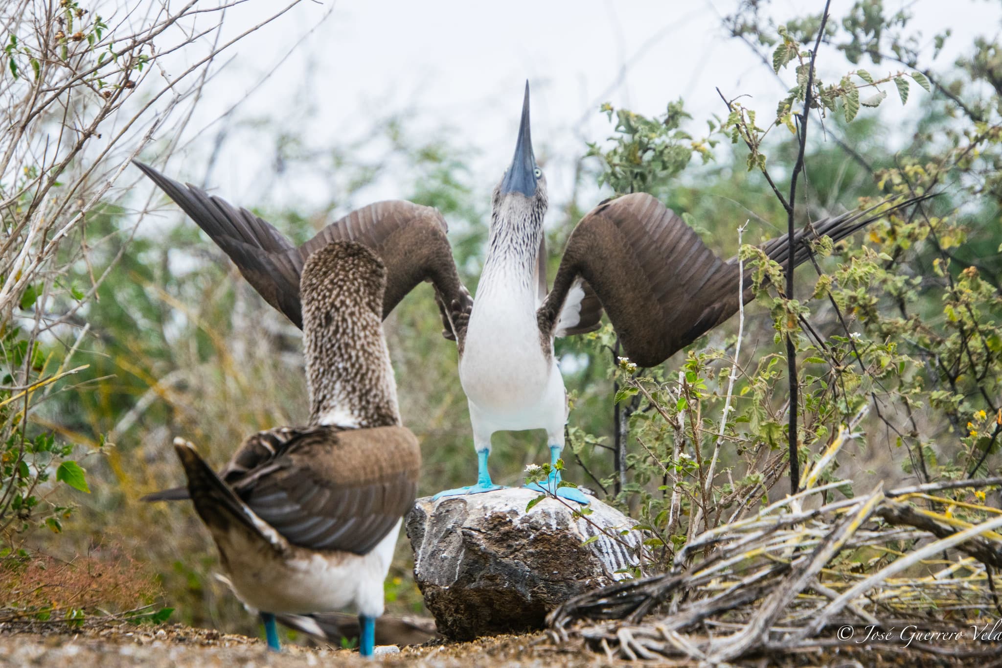 Blue-Footed Booby