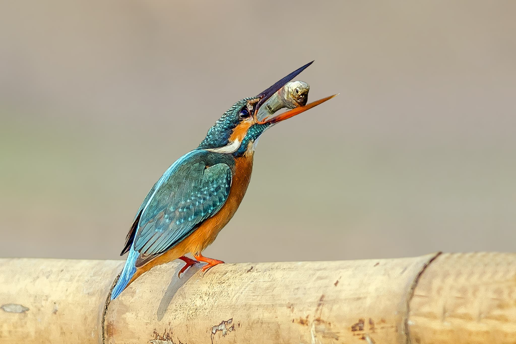 Common Kingfisher — photograph 2