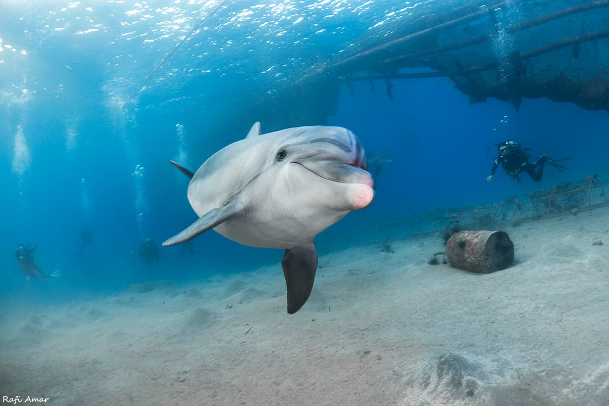Common Bottlenose Dolphin — photograph 2