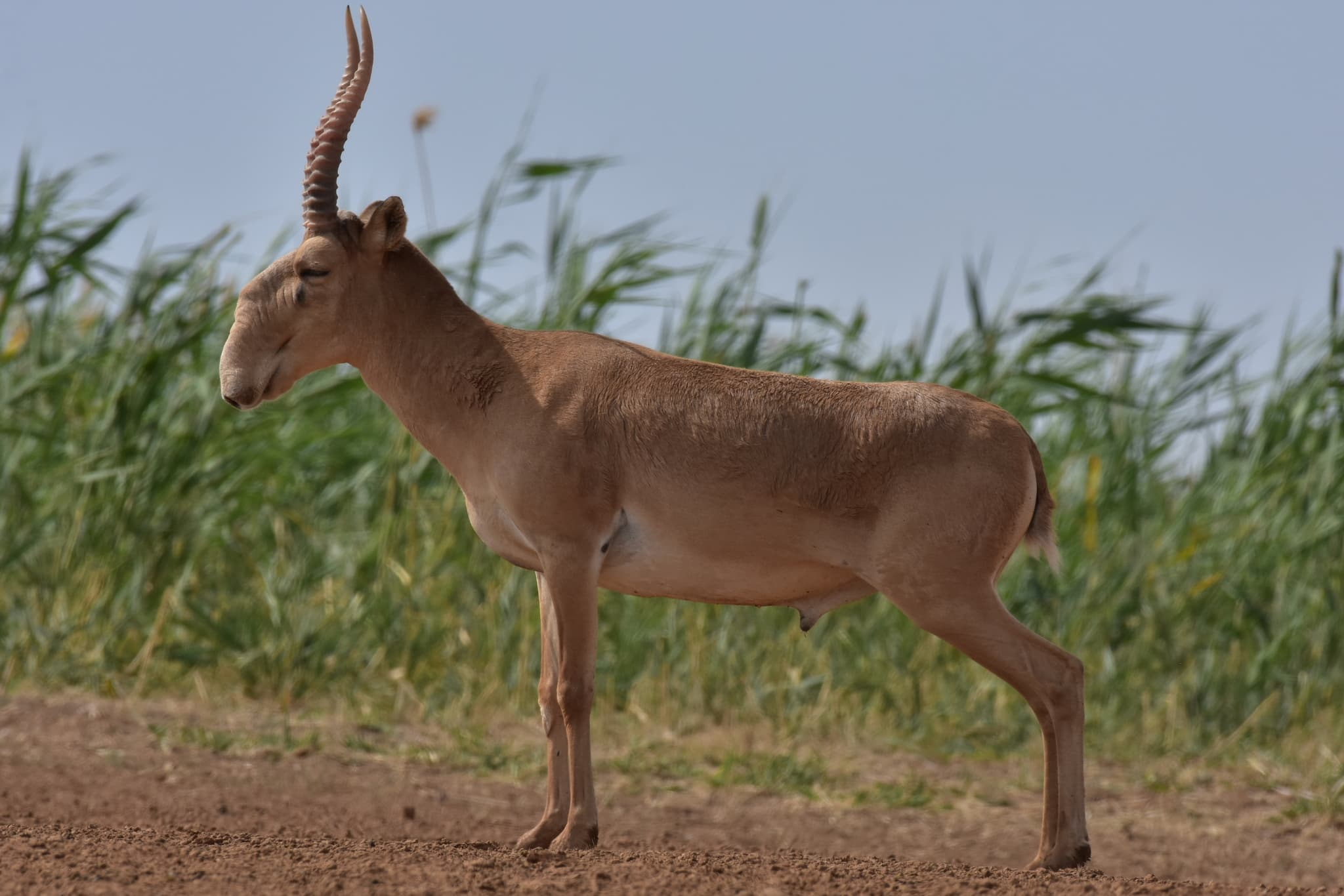 Saiga Antelope — photograph 3