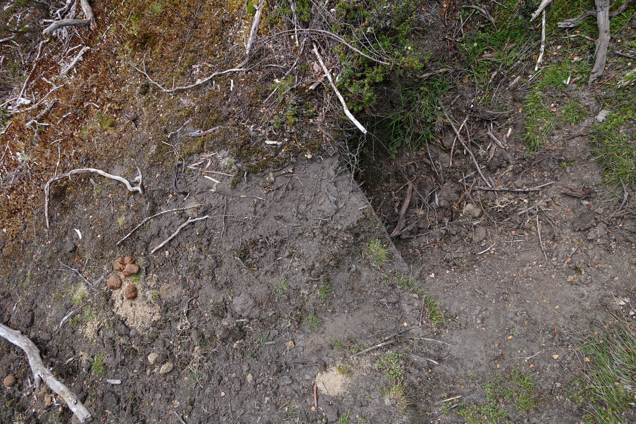 Common Wombat — photograph 2