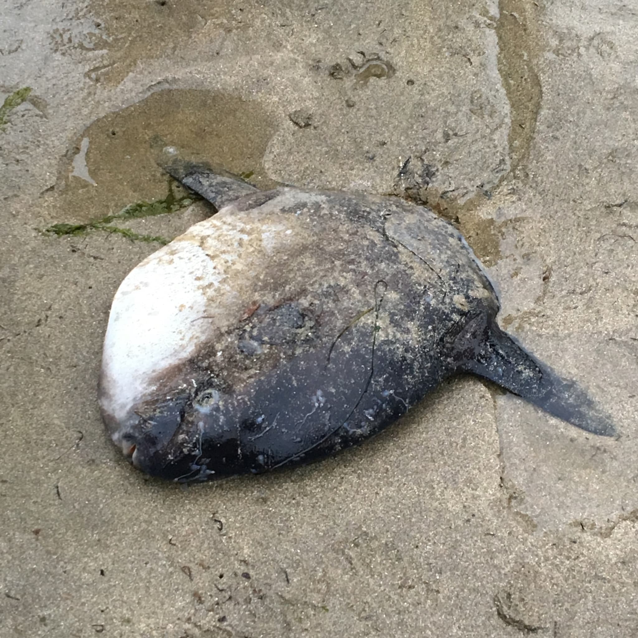 Ocean Sunfish