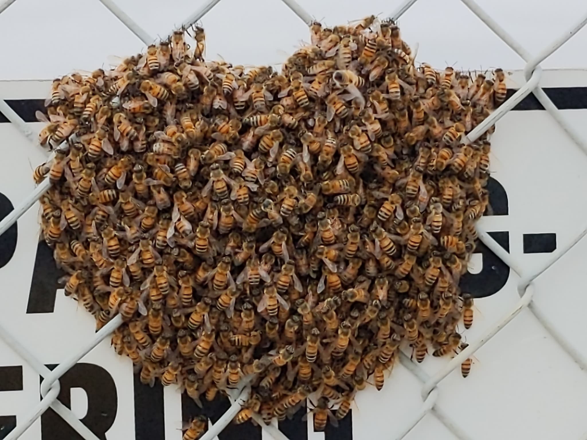 Western Honey Bee photo