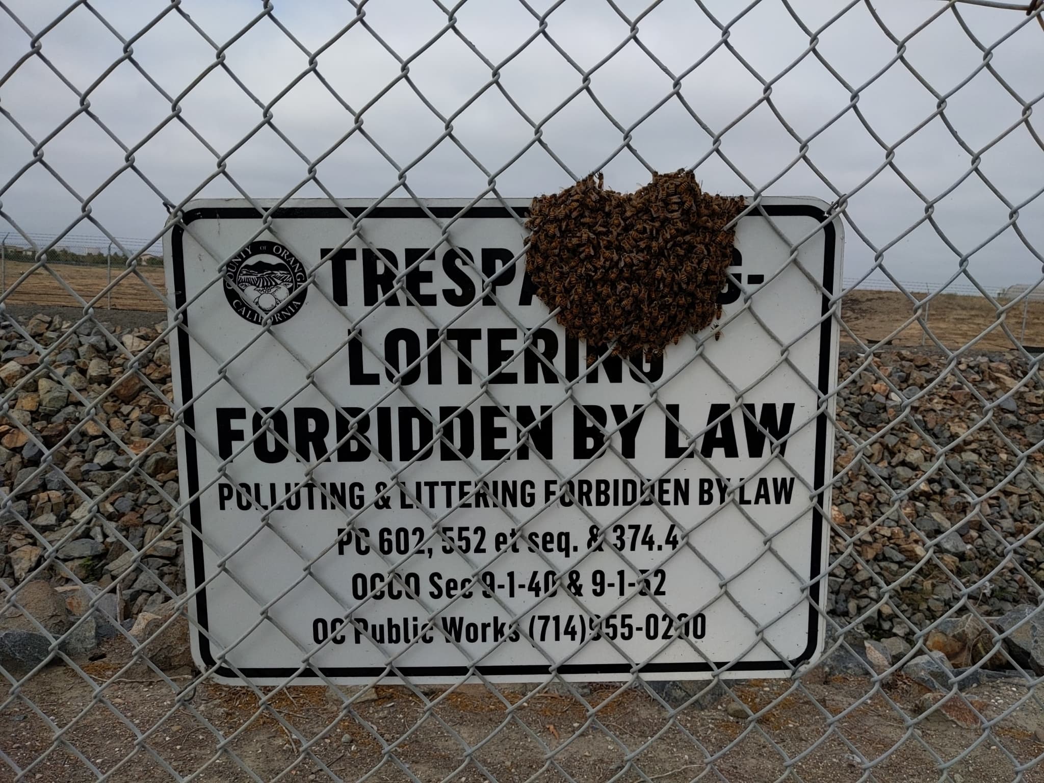 Western Honey Bee — photograph 2