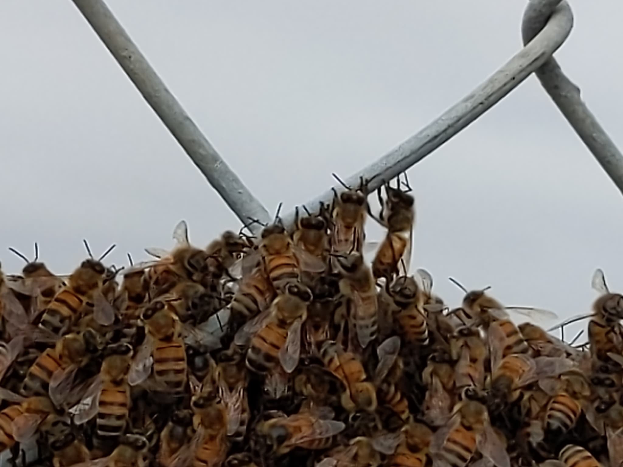 Western Honey Bee — photograph 3