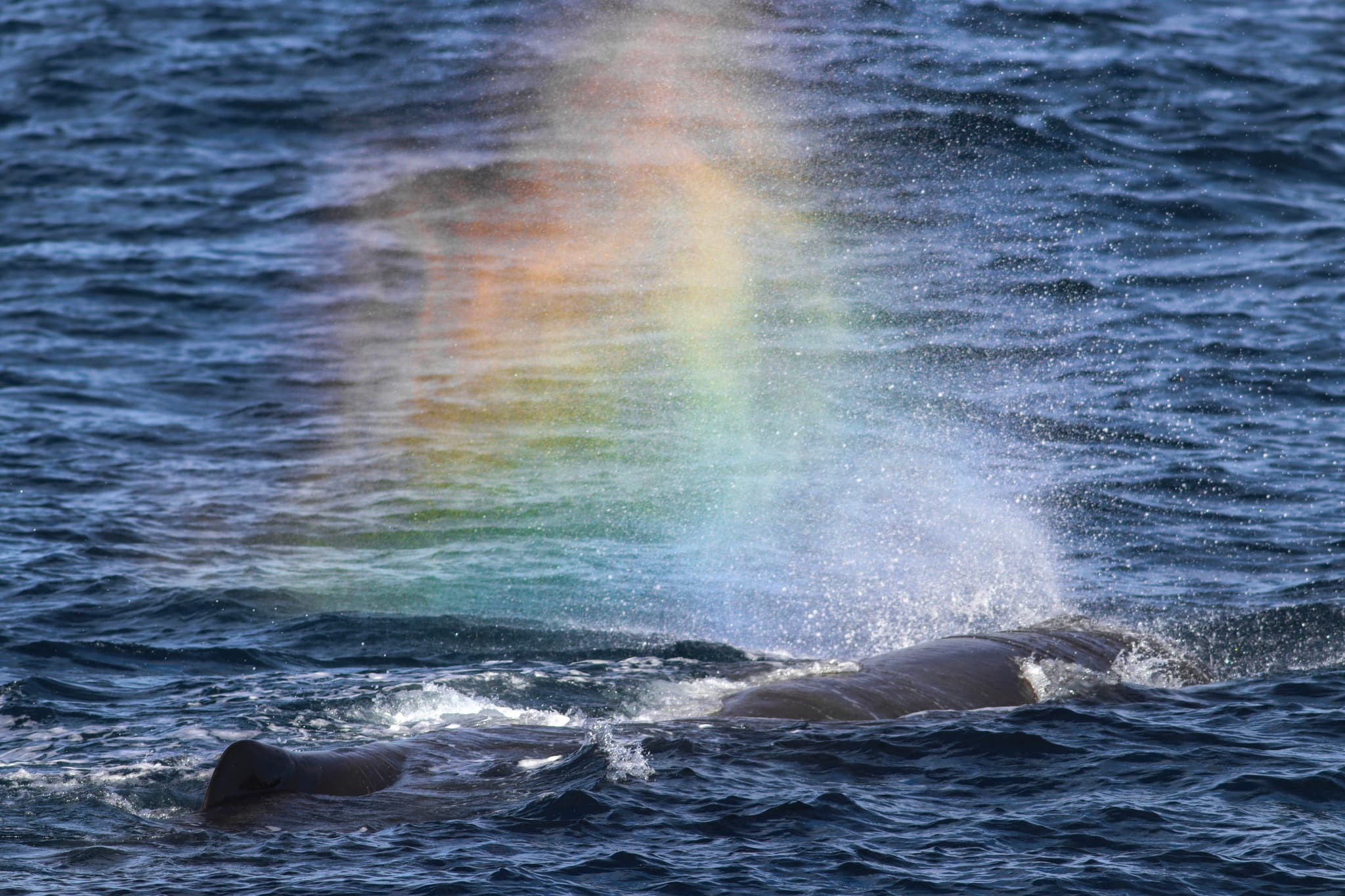 Sperm Whale — photograph 3