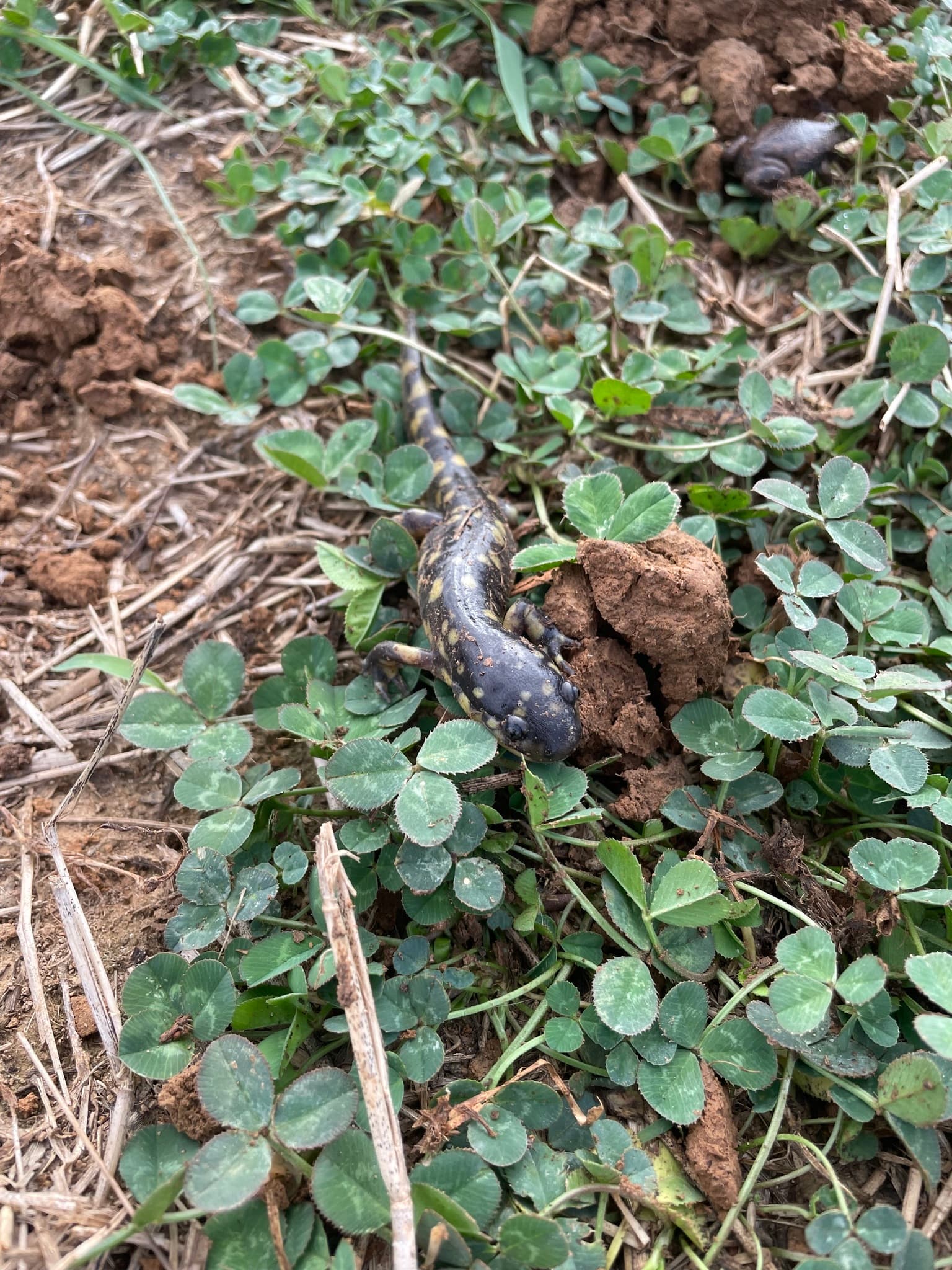 Tiger Salamander — photograph 2