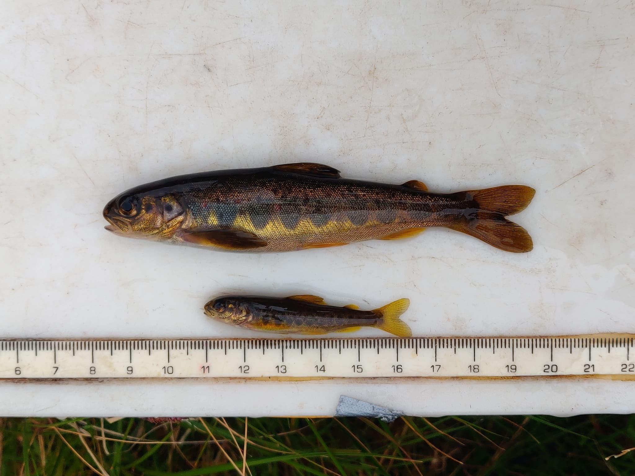 Atlantic Salmon — photograph 2