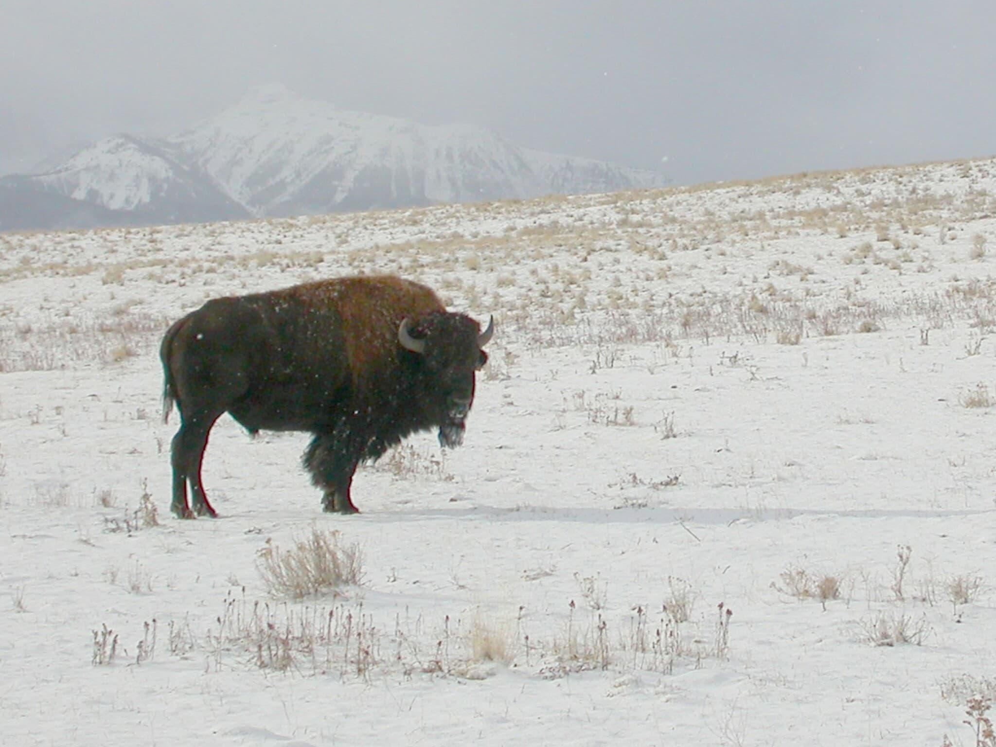 American Bison — photograph 3