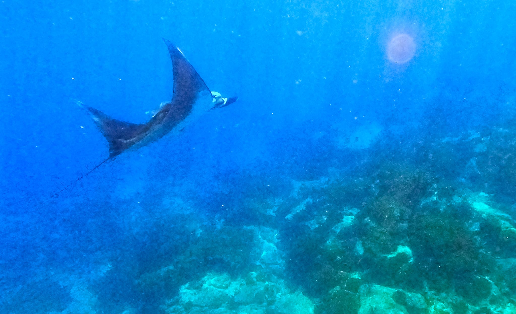 Giant Oceanic Manta Ray — photograph 2