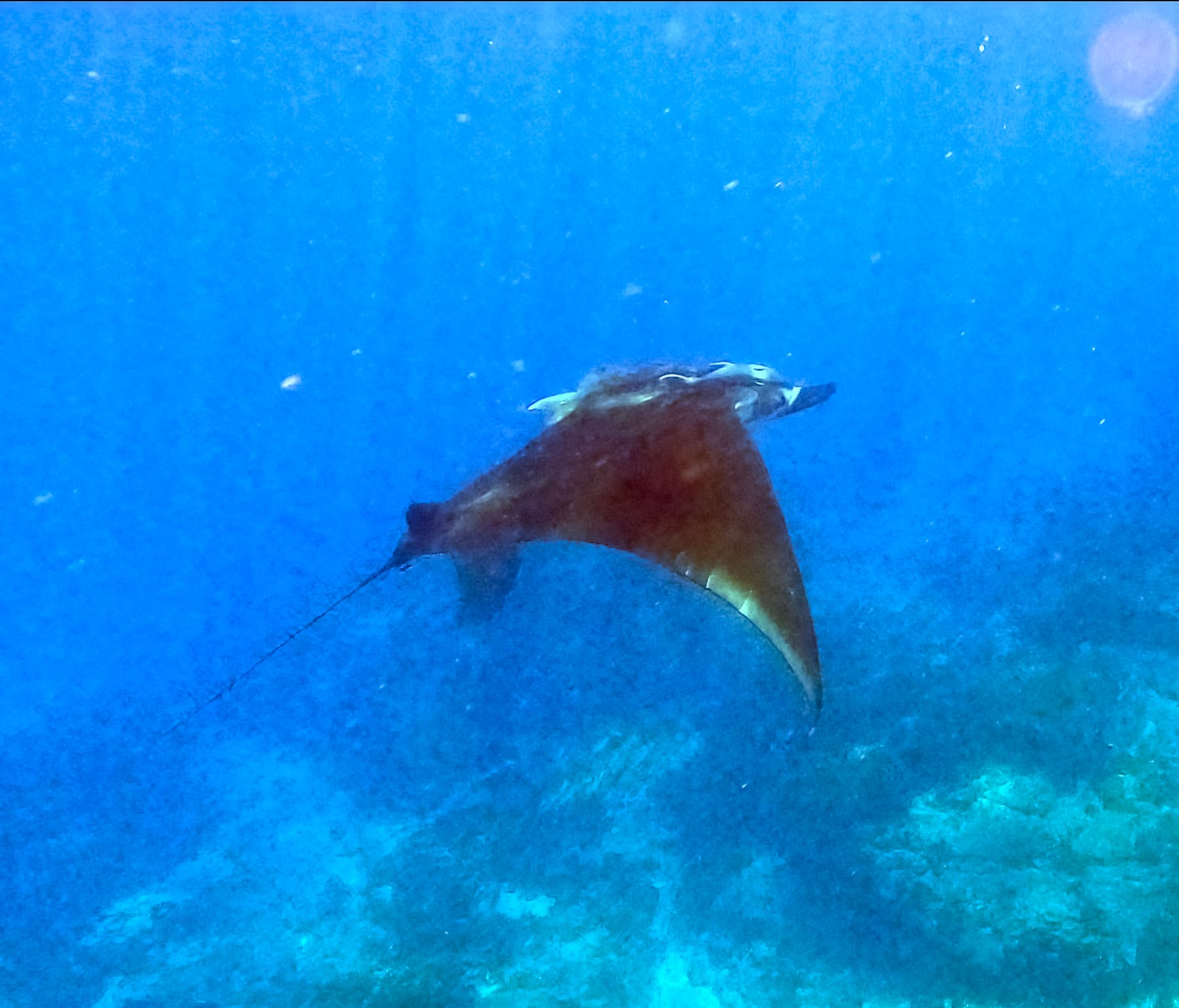 Giant Oceanic Manta Ray — photograph 3