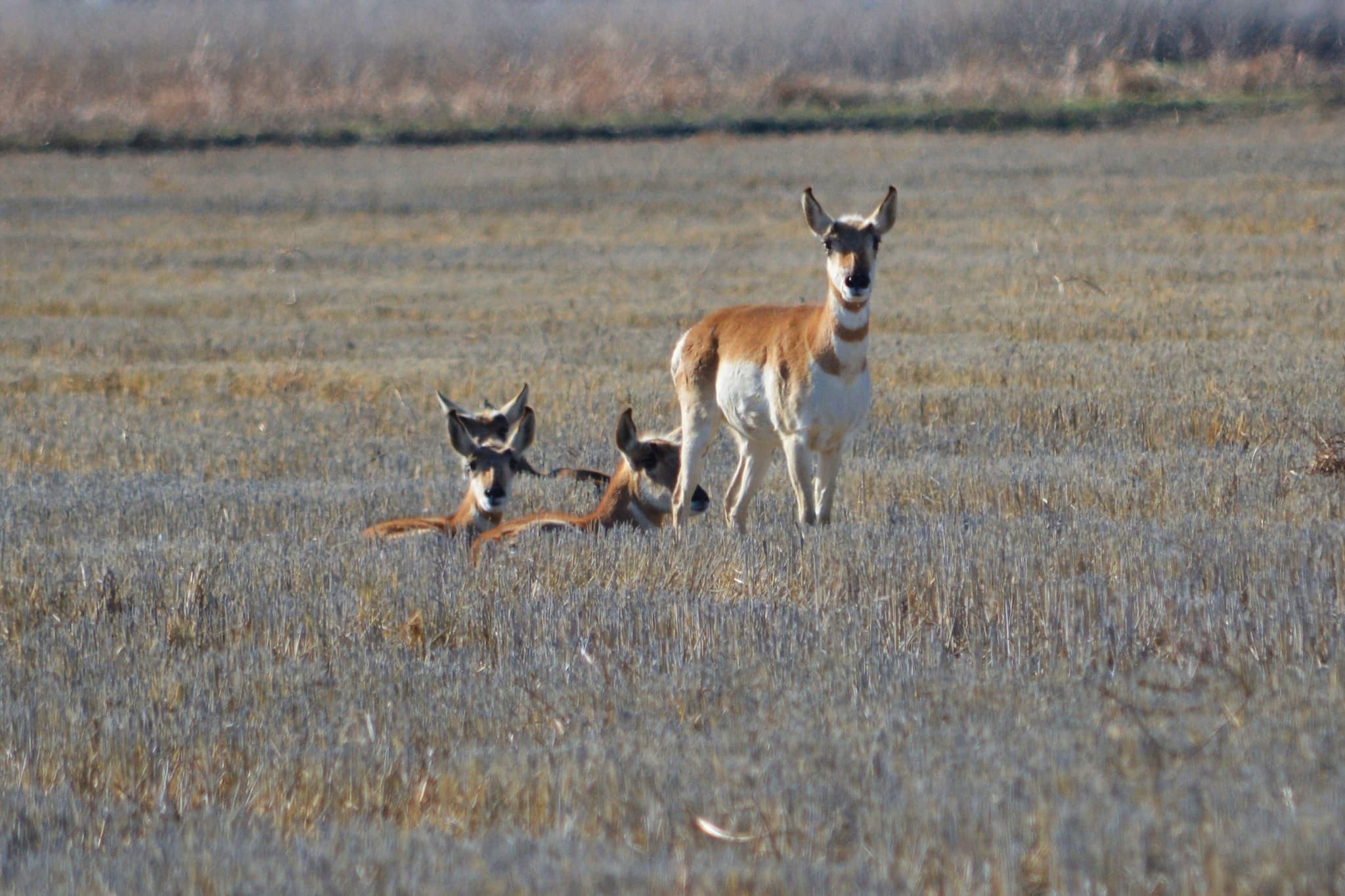 Pronghorn — photograph 2