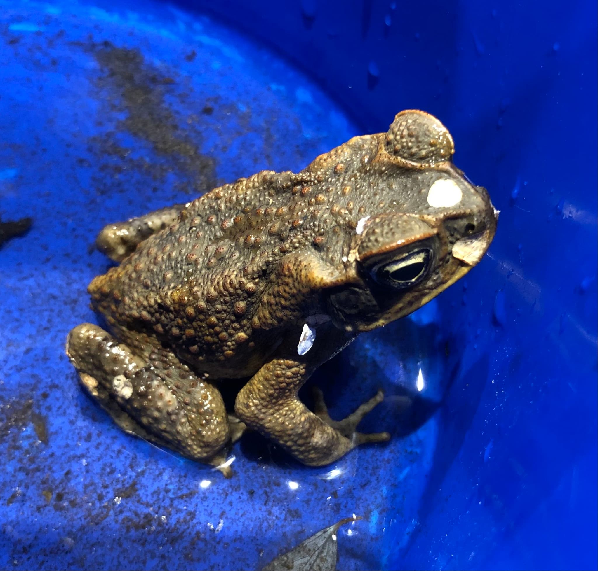 Cane Toad — photograph 2