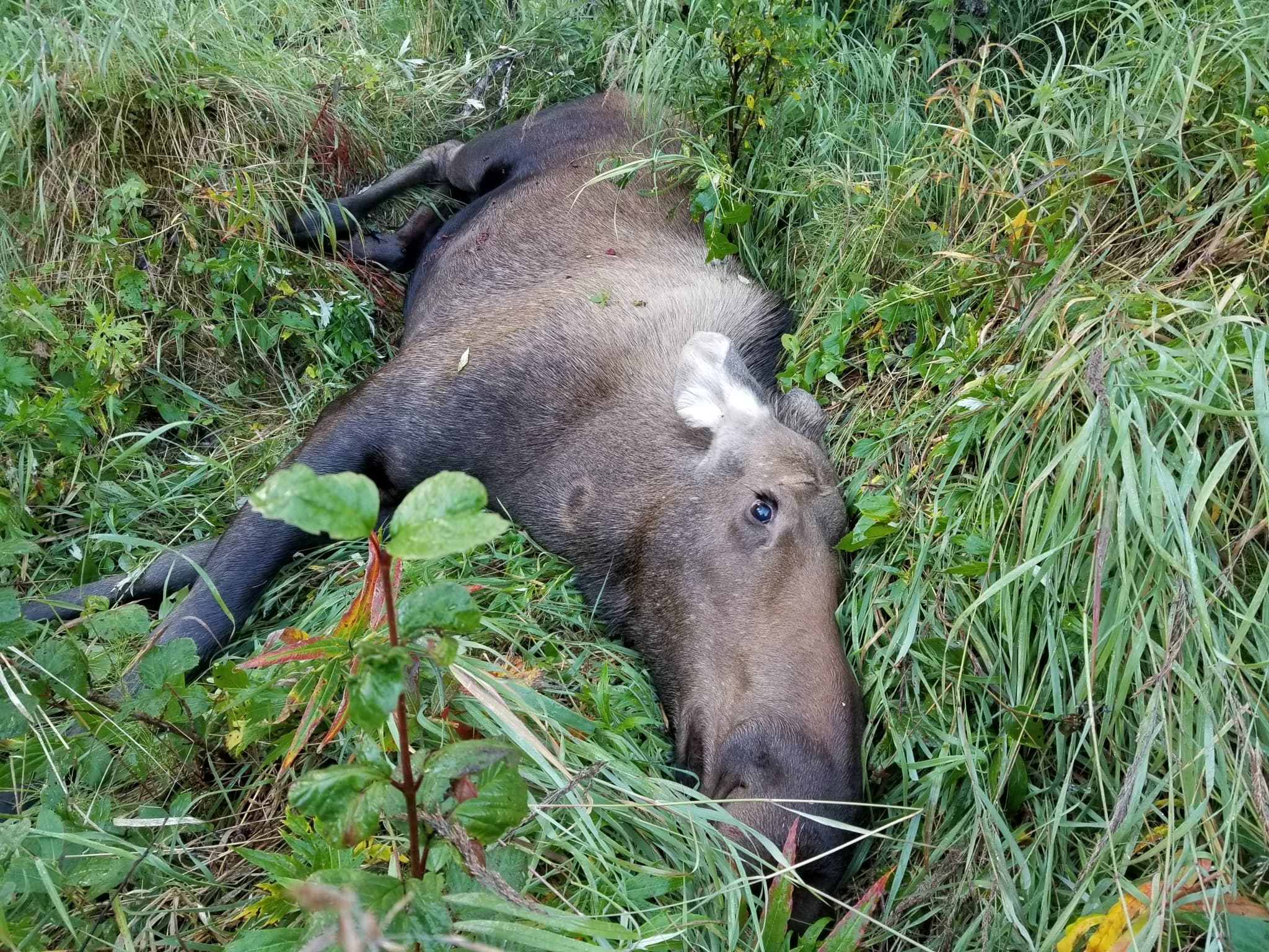 Moose — photograph 2
