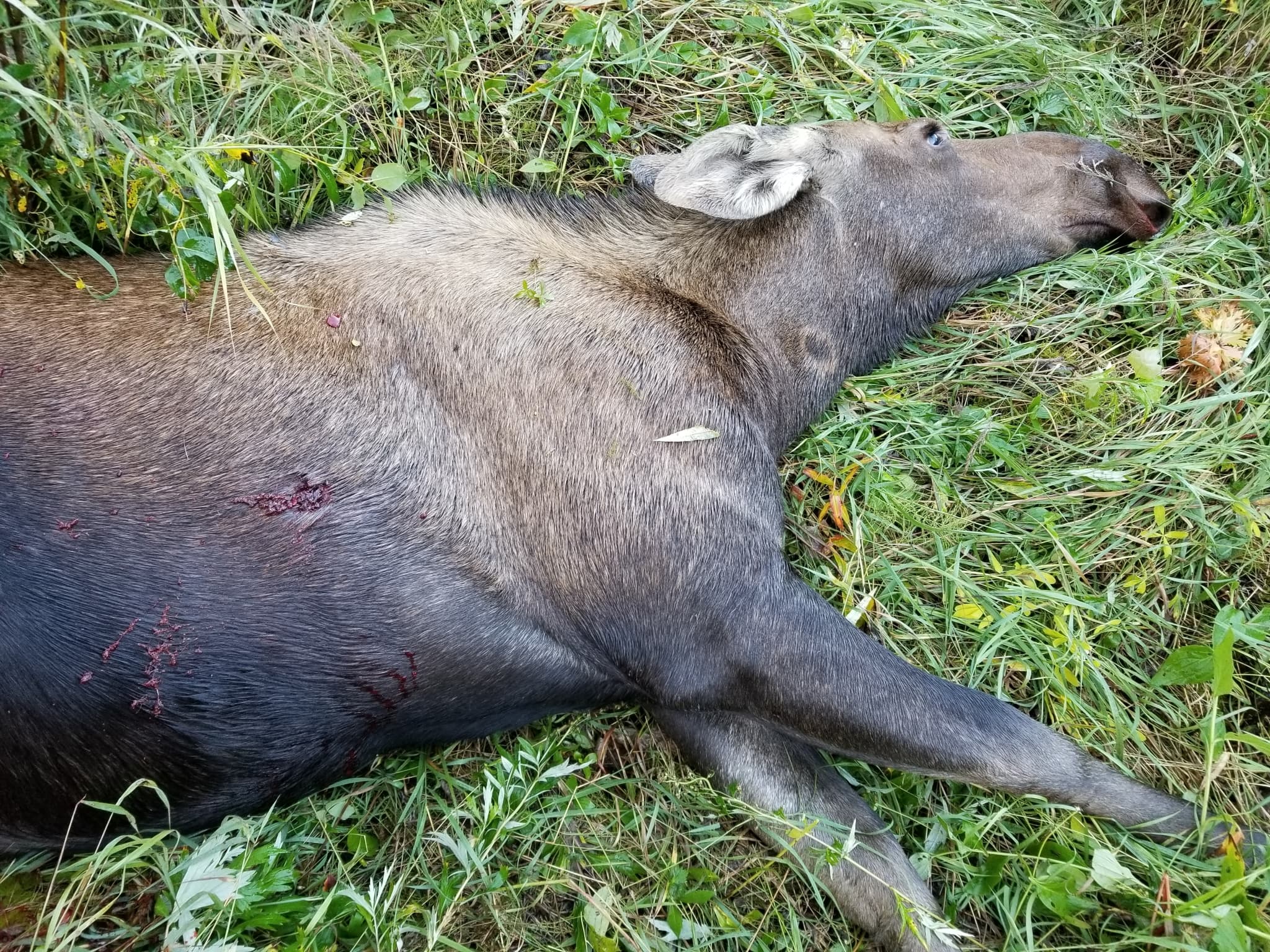 Moose — photograph 3