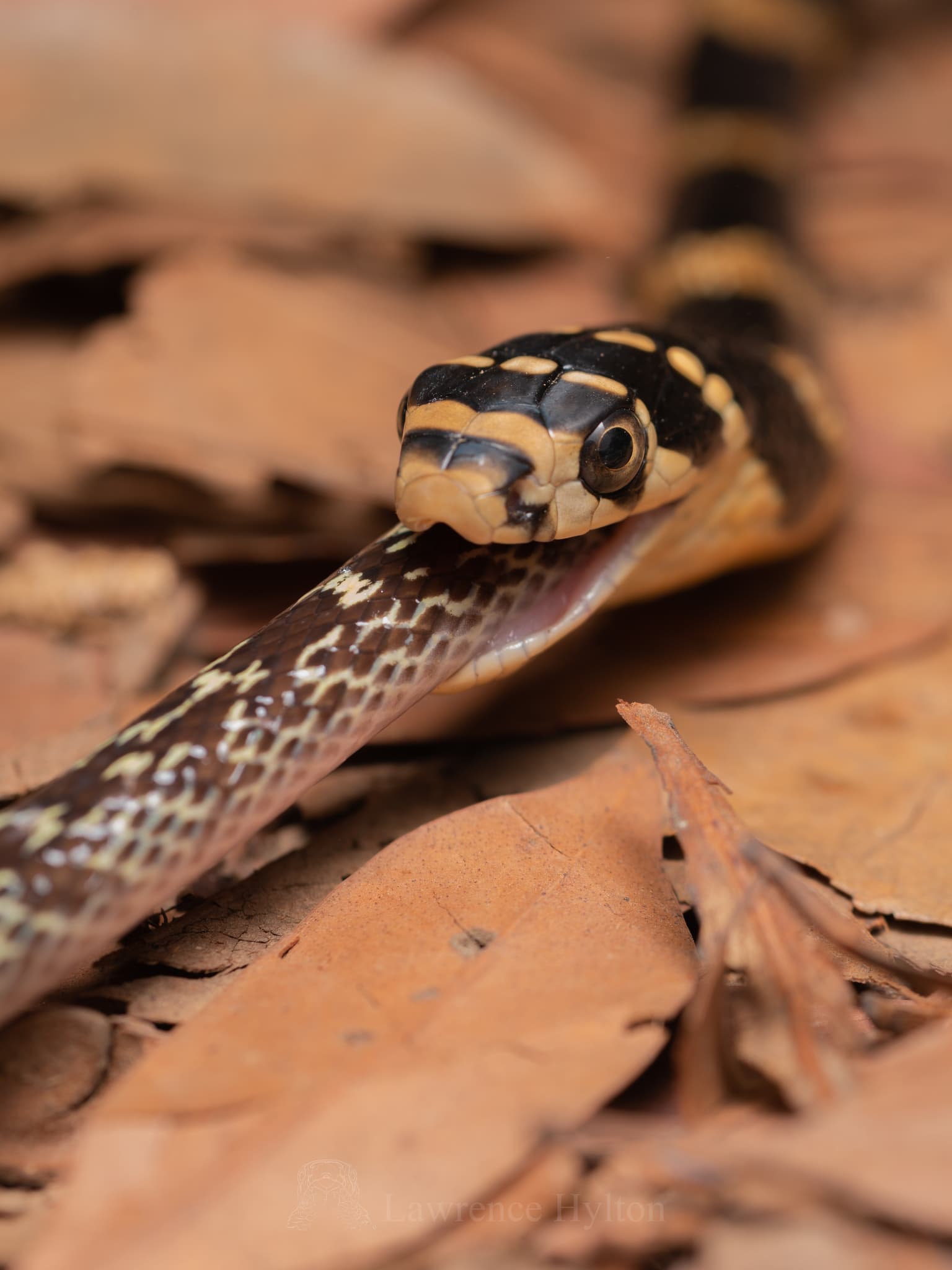 King Cobra — photograph 3