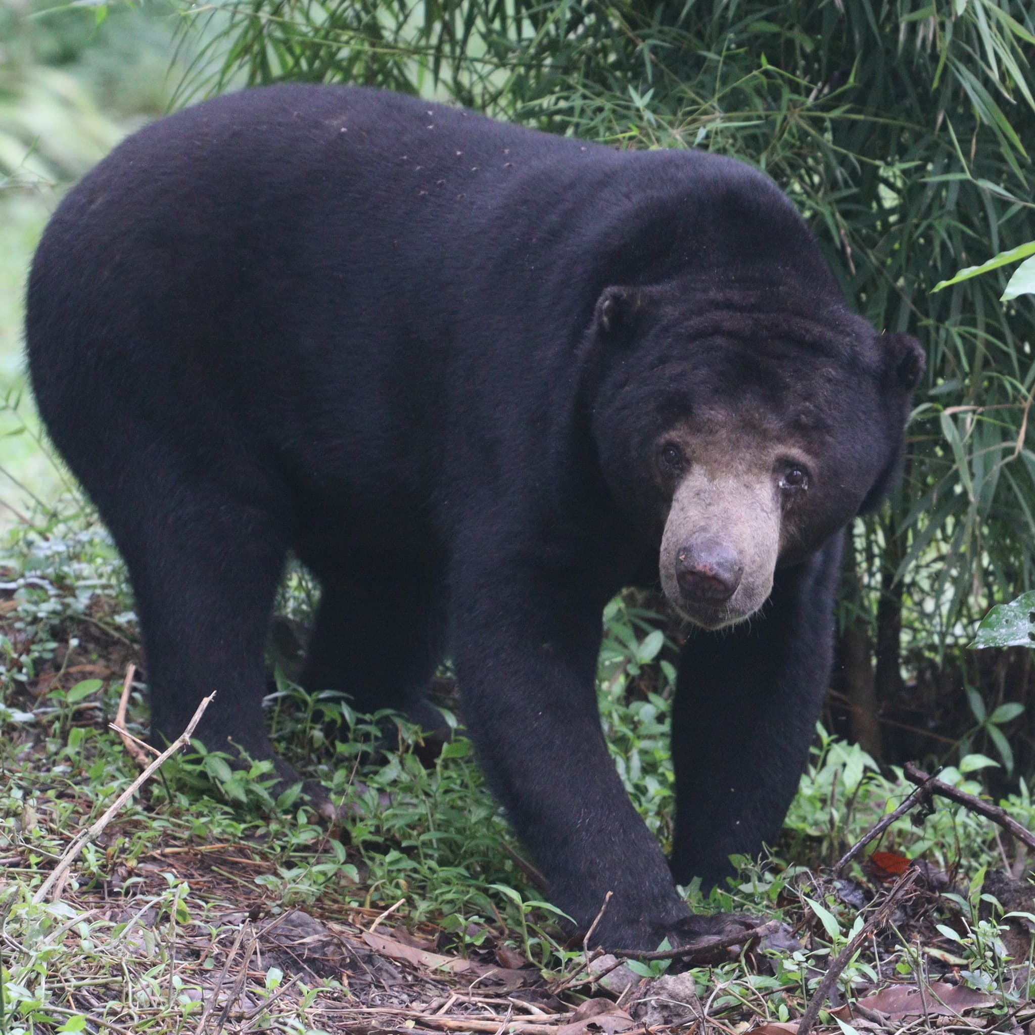 Sun Bear photo