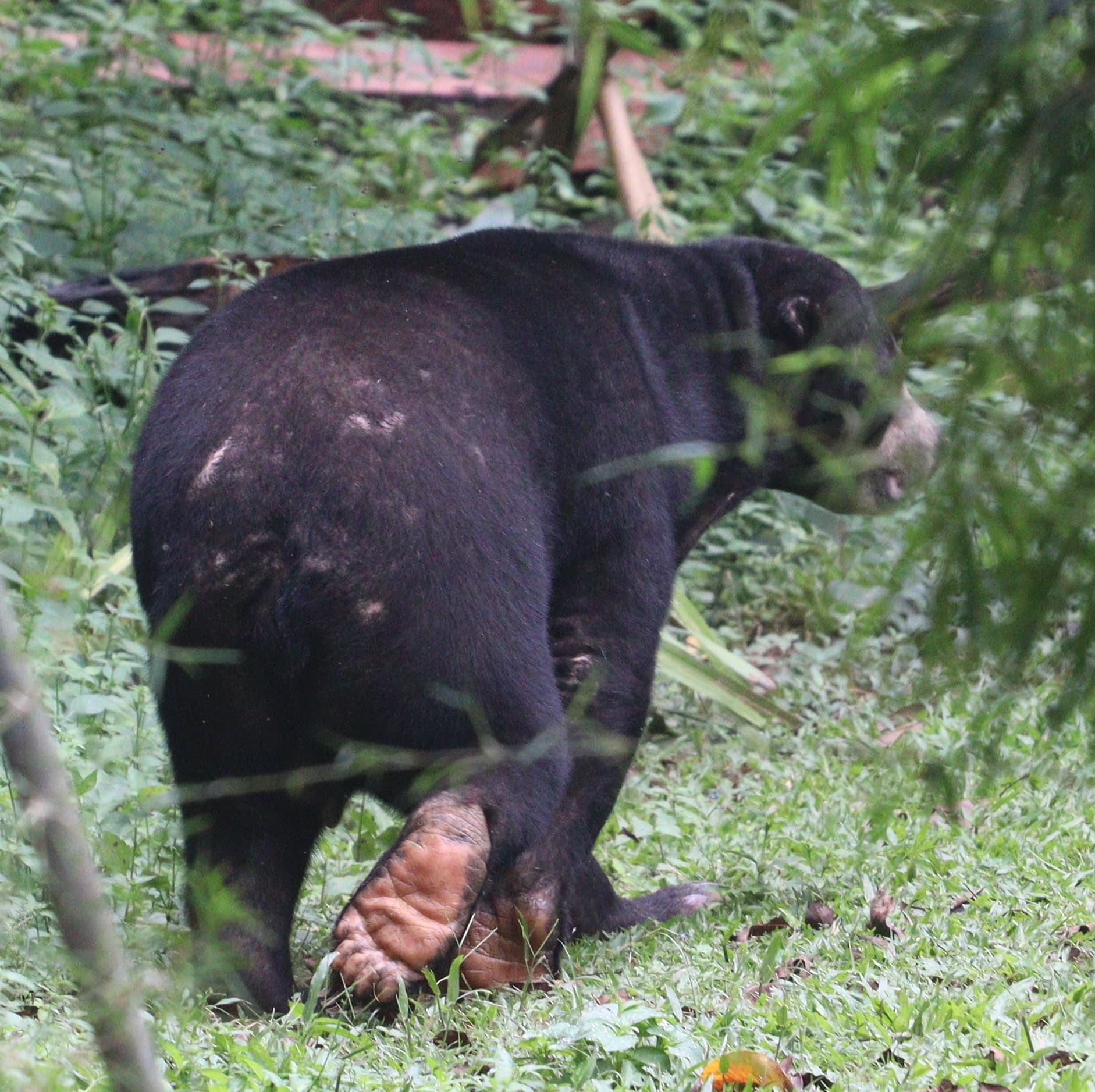 Sun Bear — photograph 2