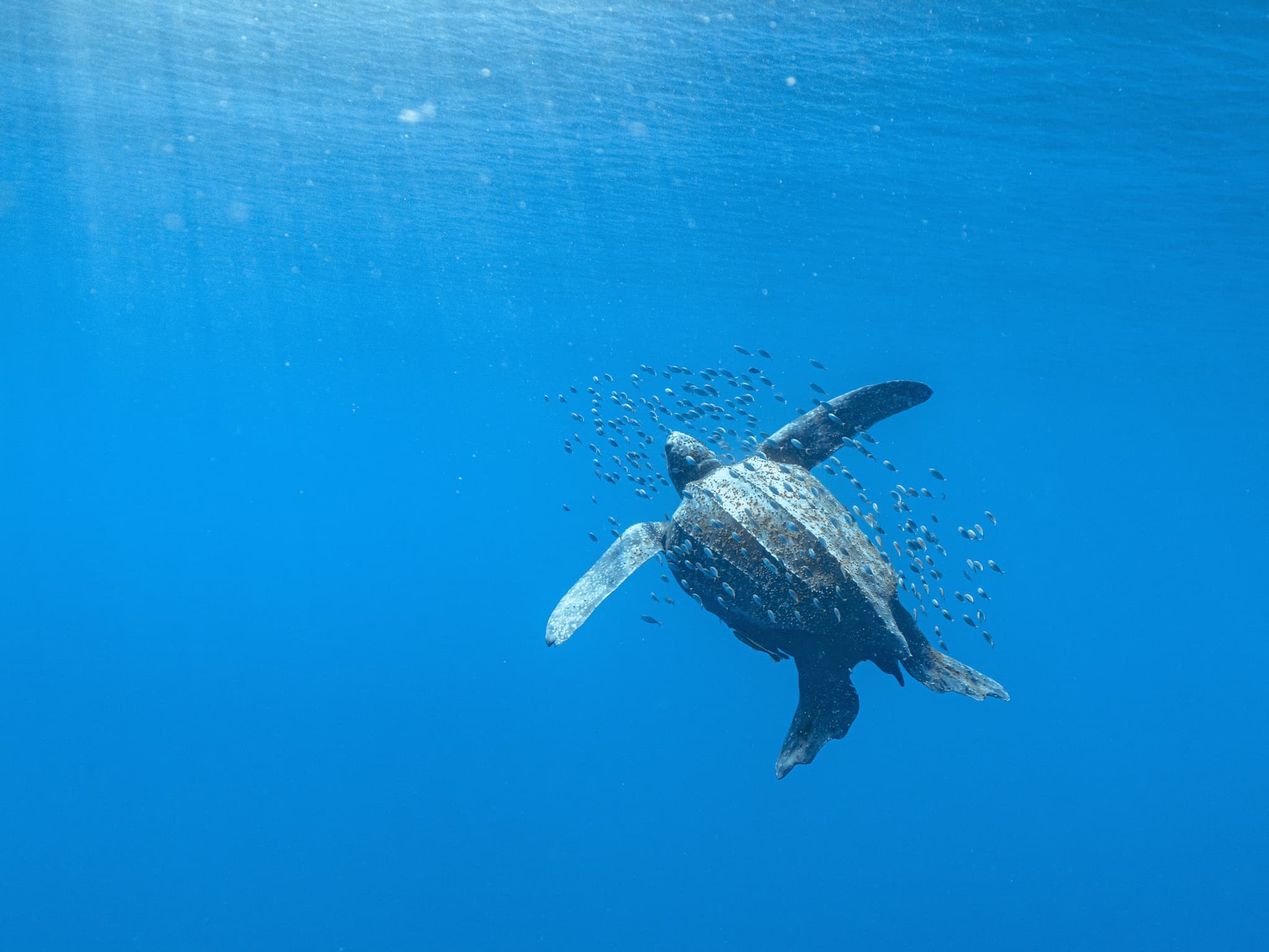 Leatherback Sea Turtle photo