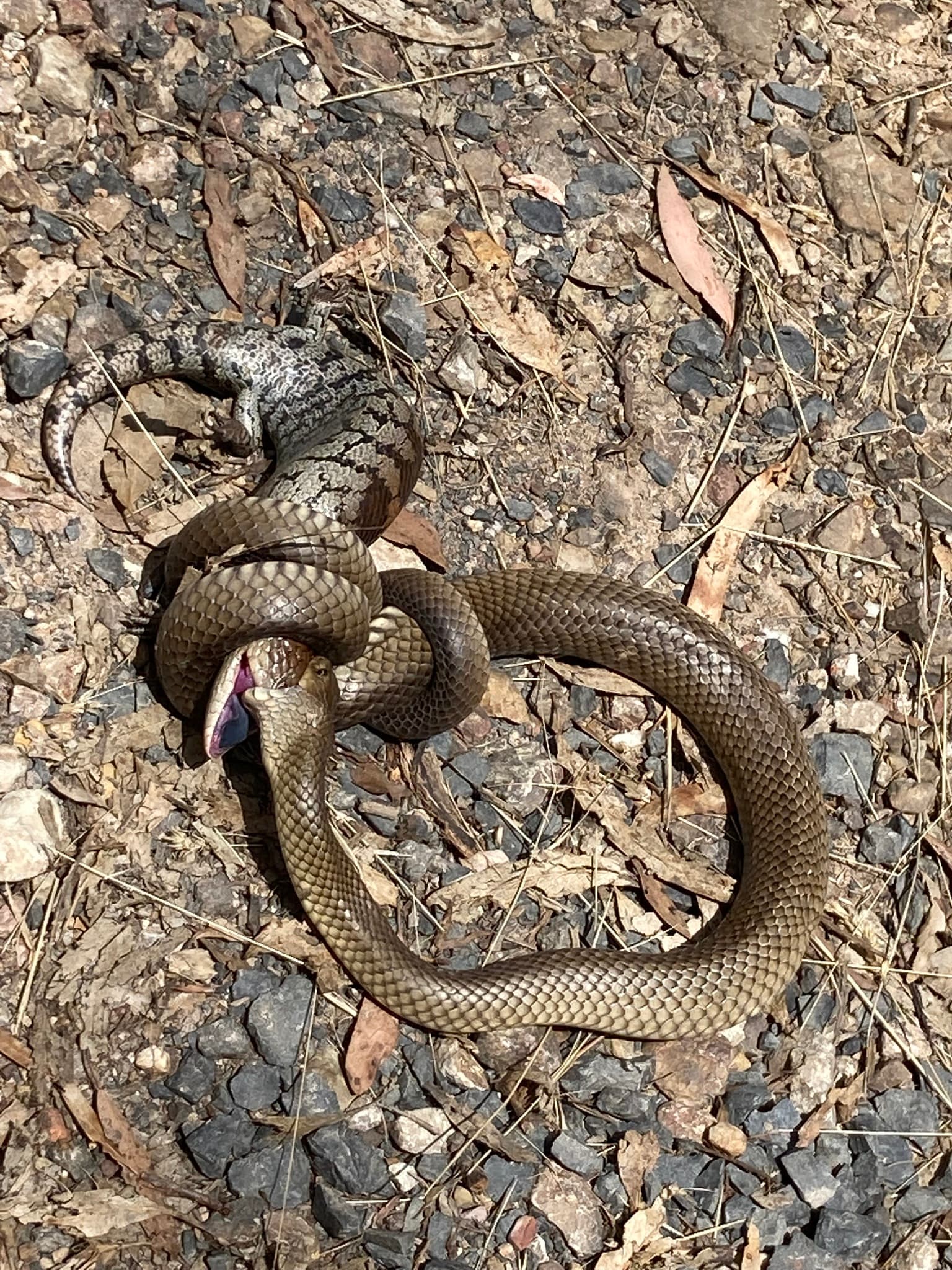 Eastern Brown Snake — photograph 3