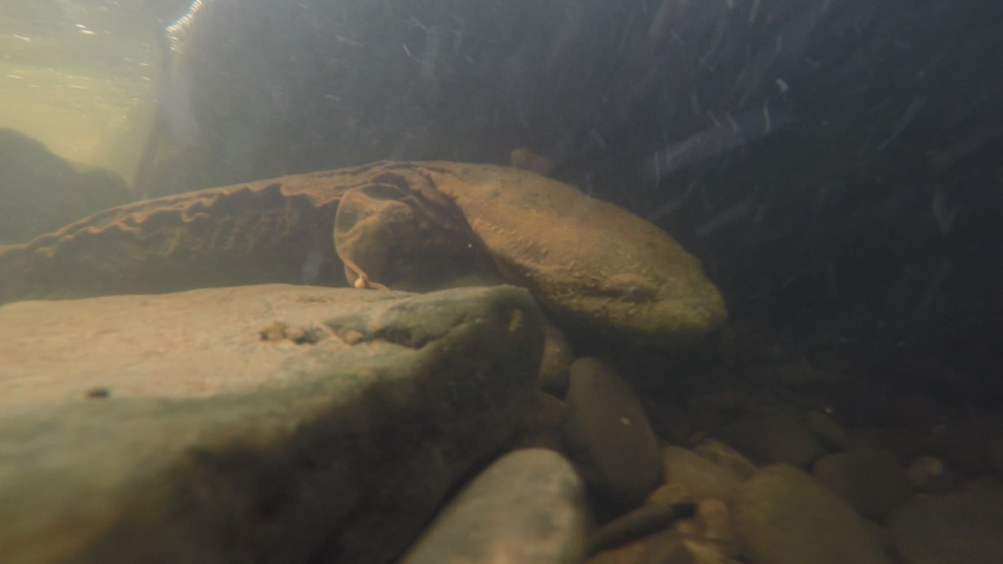 Hellbender — photograph 3