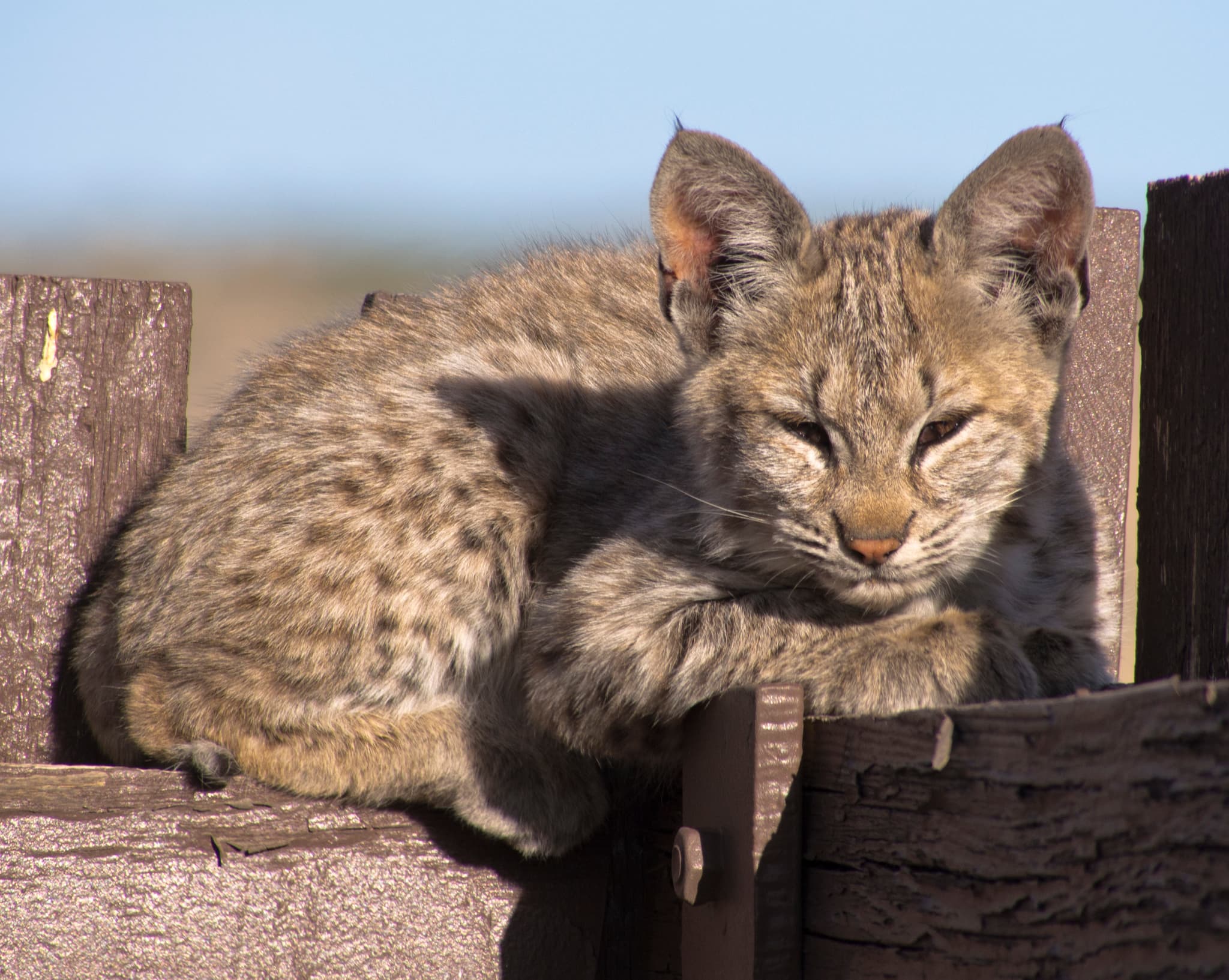 Eurasian Lynx photo