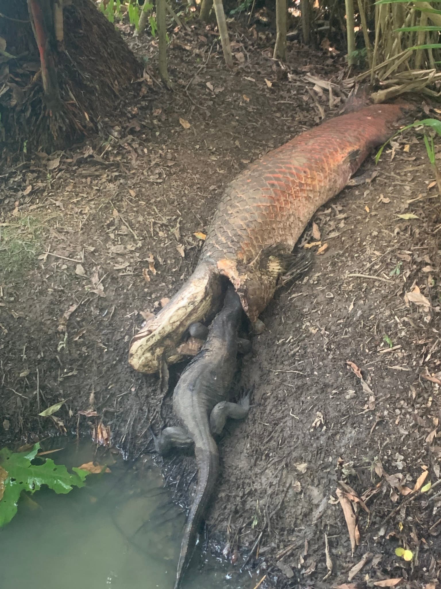 Arapaima — photograph 2