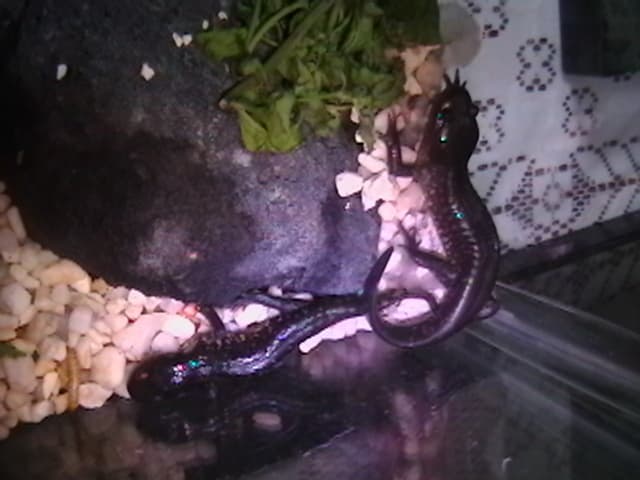 Axolotl — photograph 3