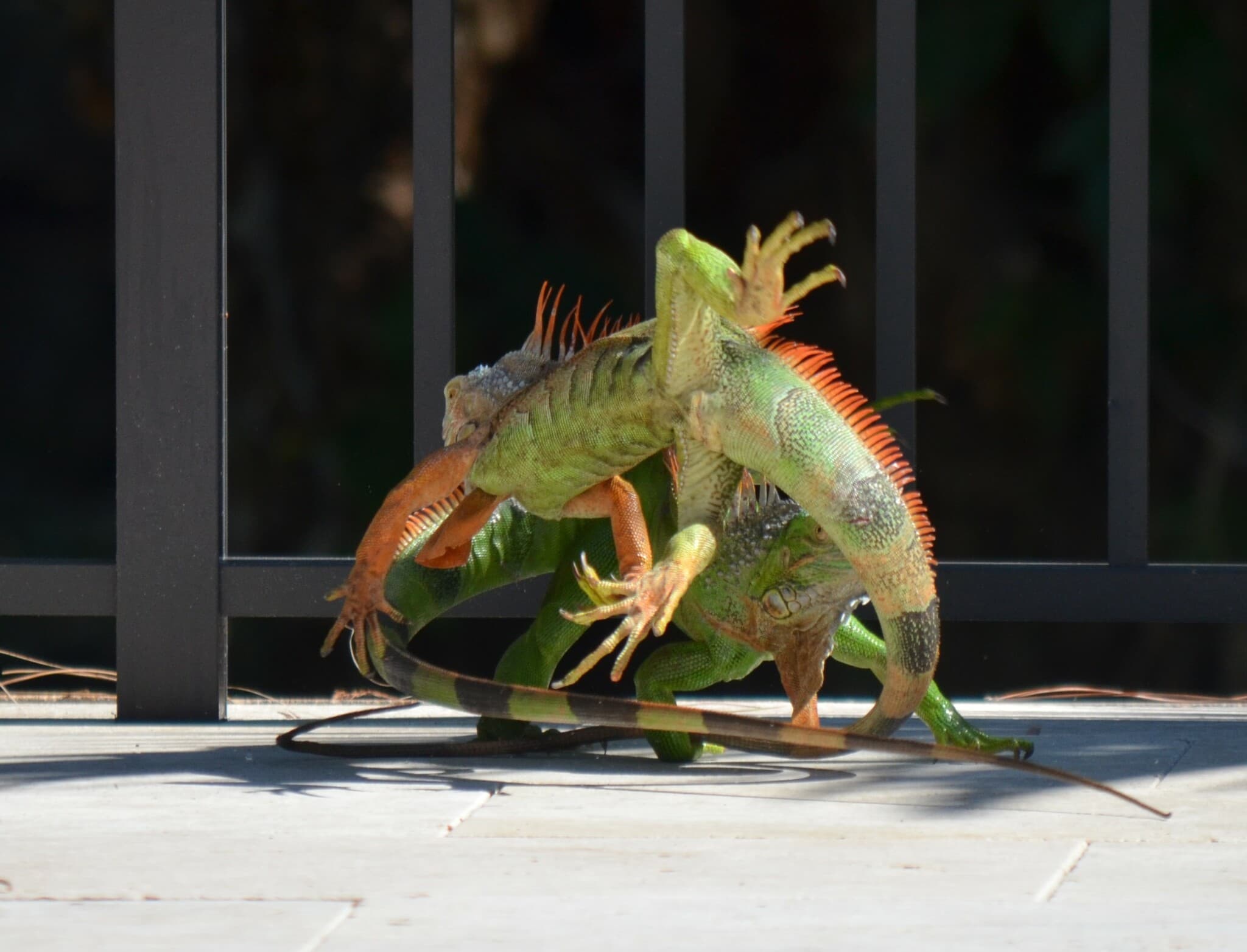 Common Iguana — photograph 2