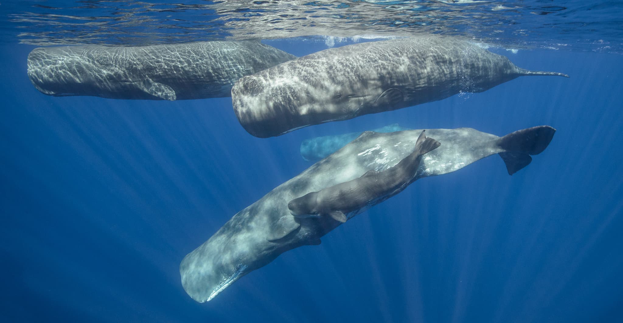 Sperm Whale — photograph 2