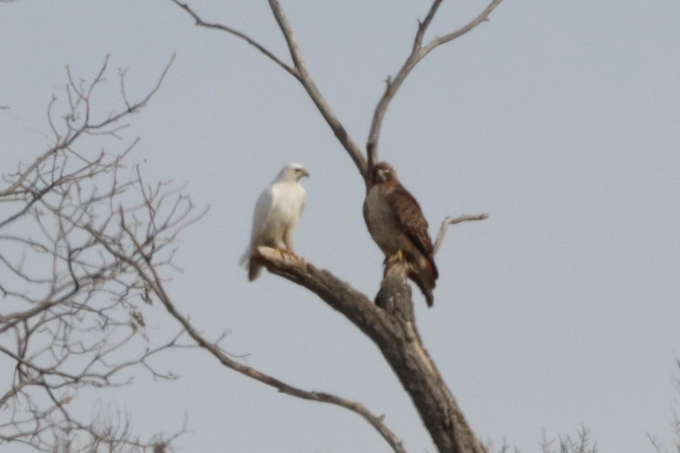 Red-Tailed Hawk photo