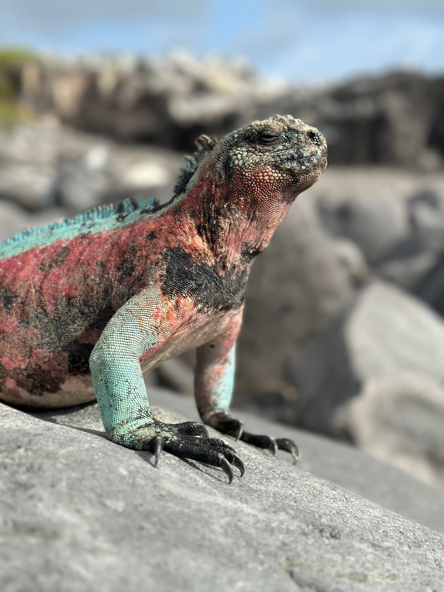 Marine Iguana — photograph 3