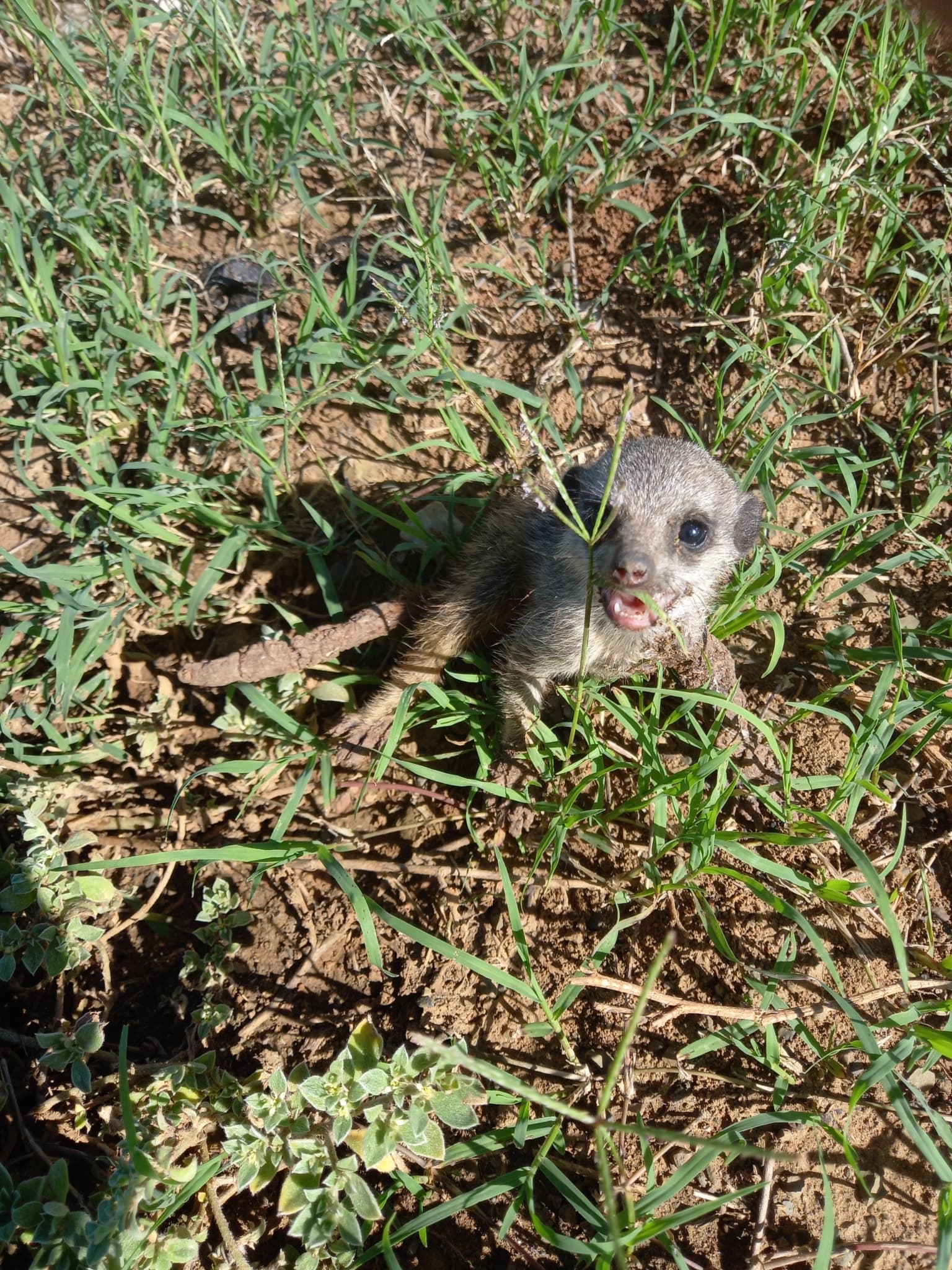 Meerkat — photograph 3