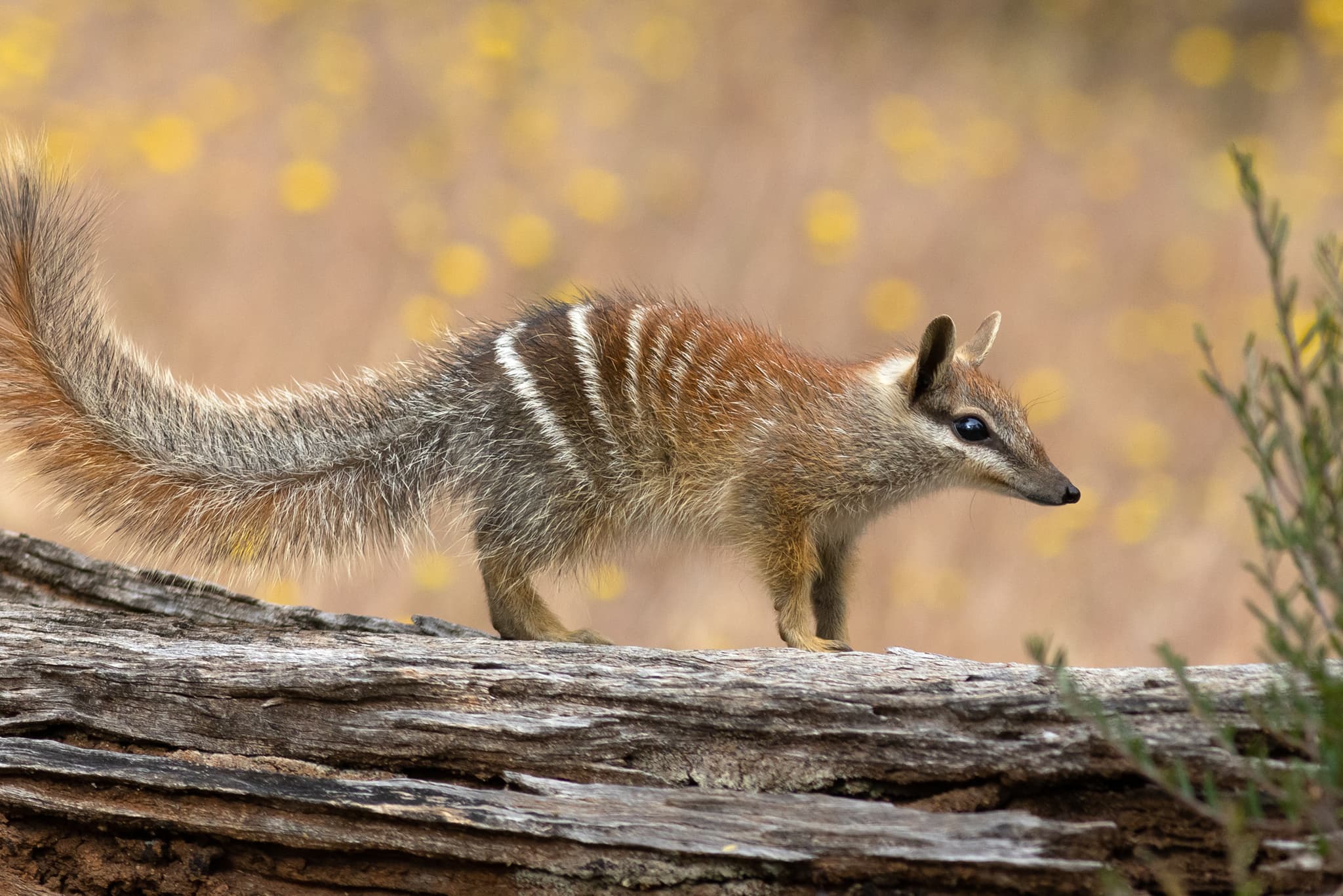 Numbat photo