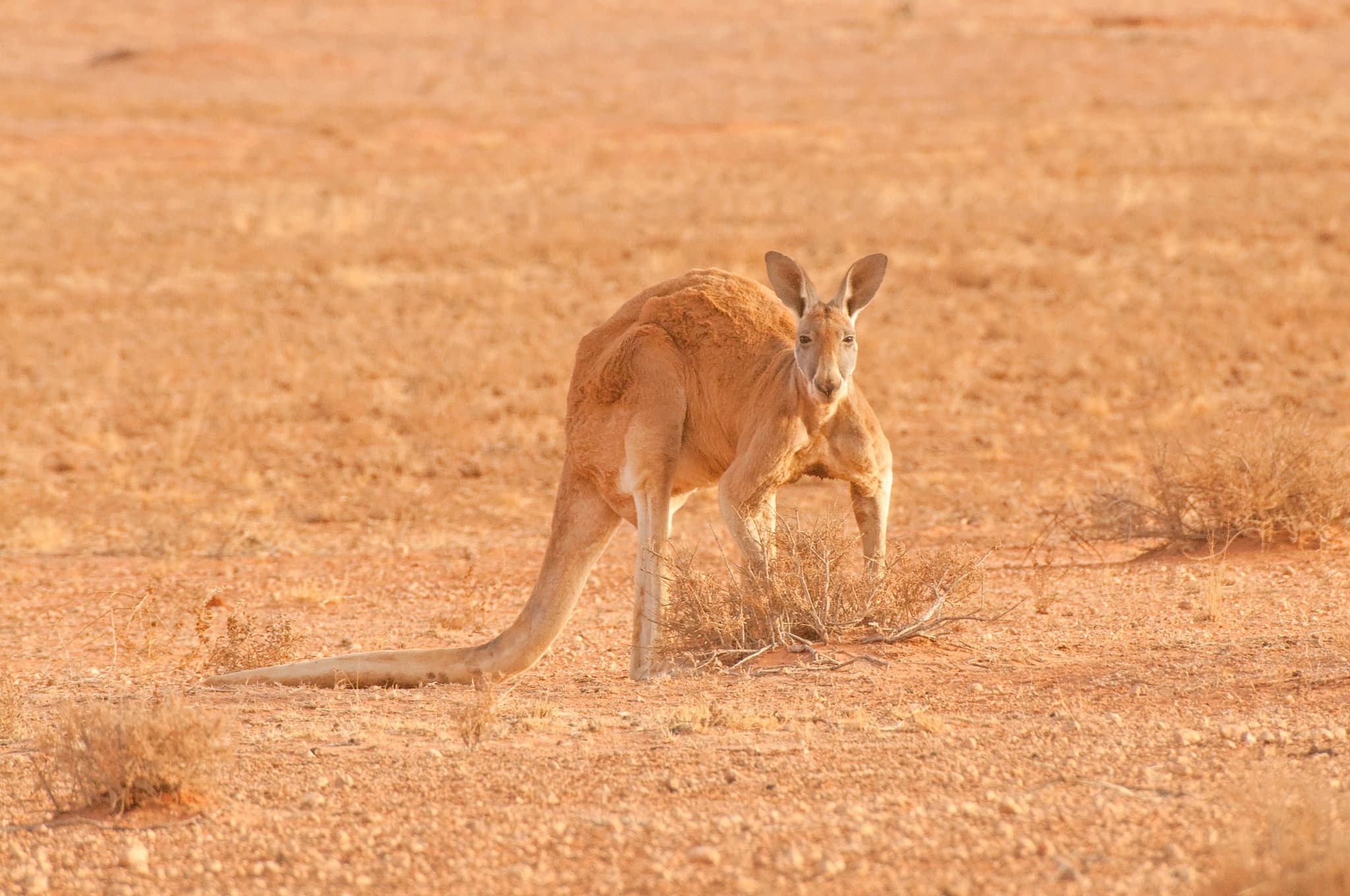 Red Kangaroo — photograph 2
